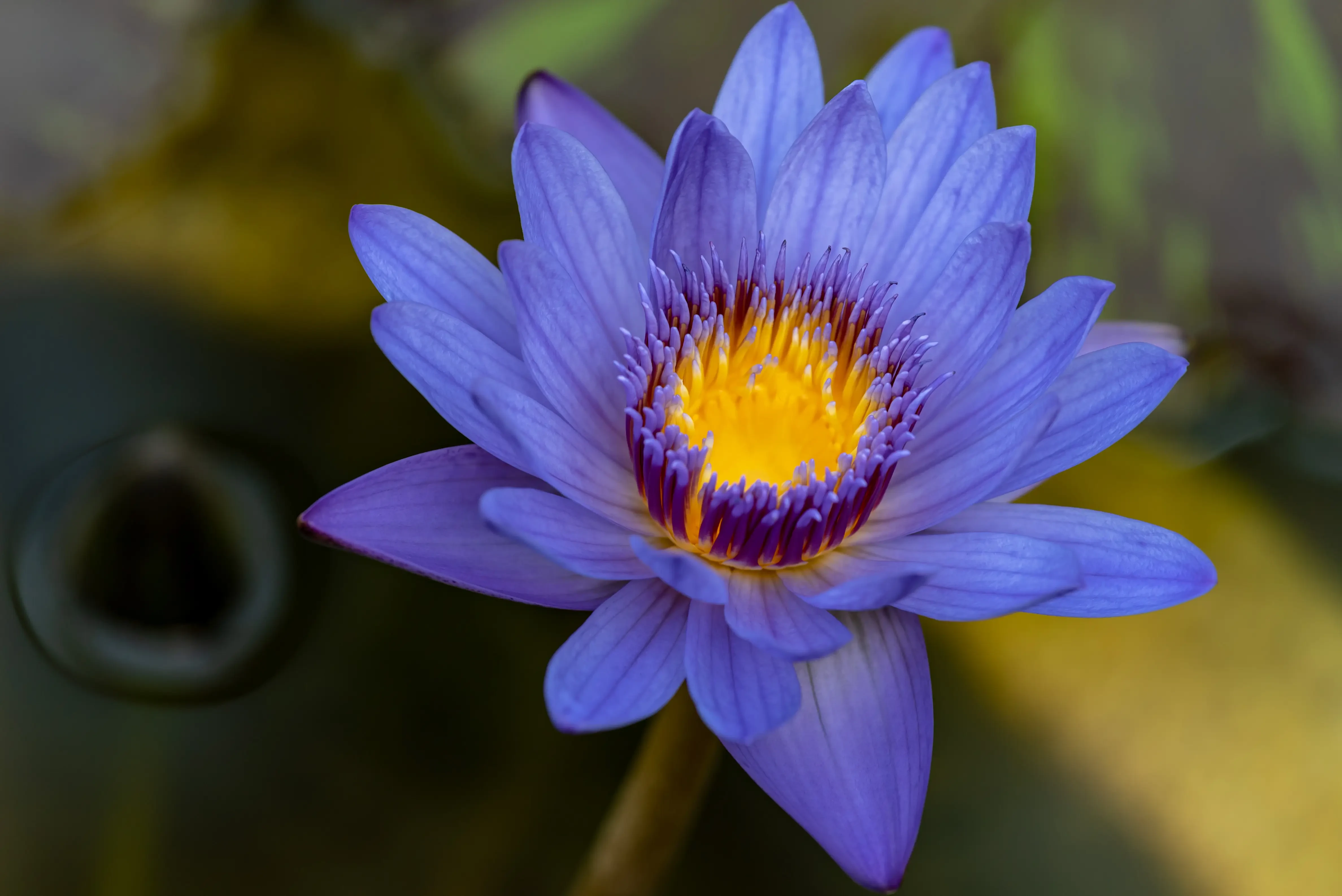 Blue Rto What is Blue Lotus Flower? Effects, Uses, and Origins