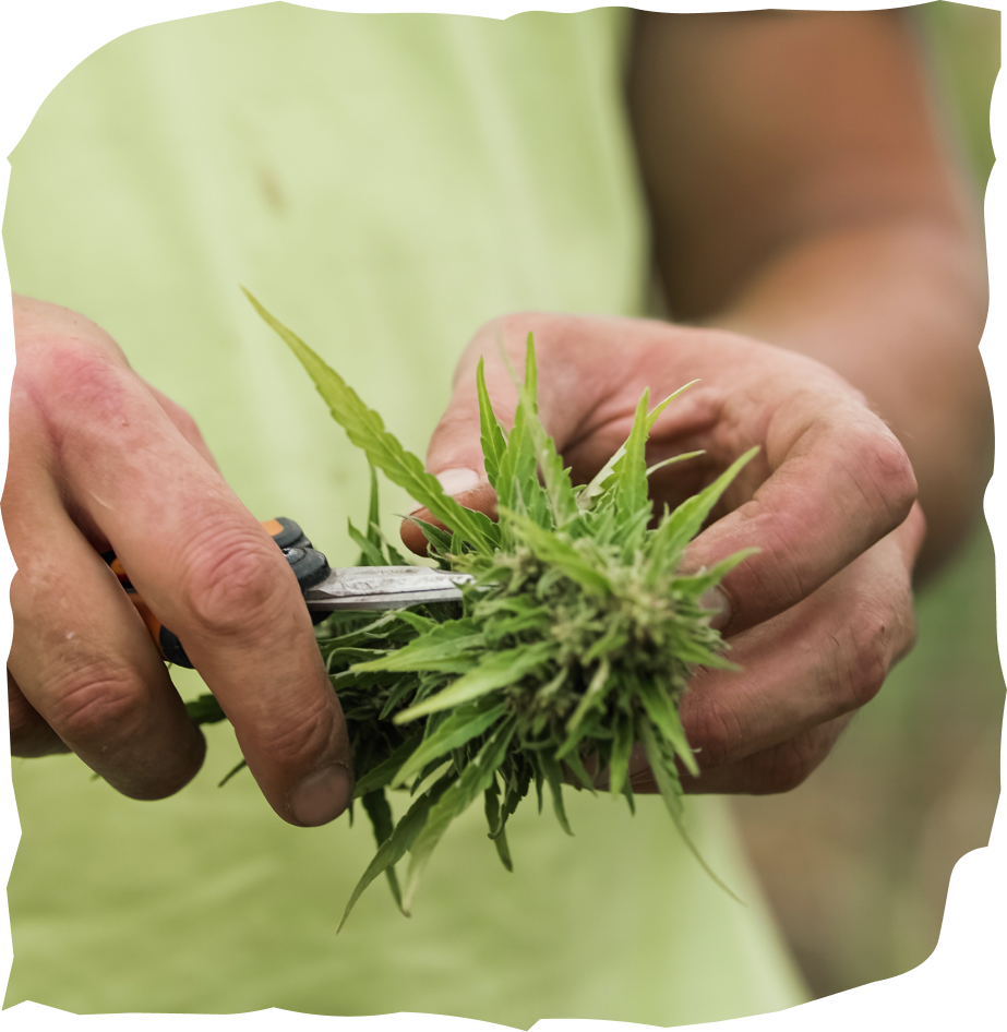 Trimming