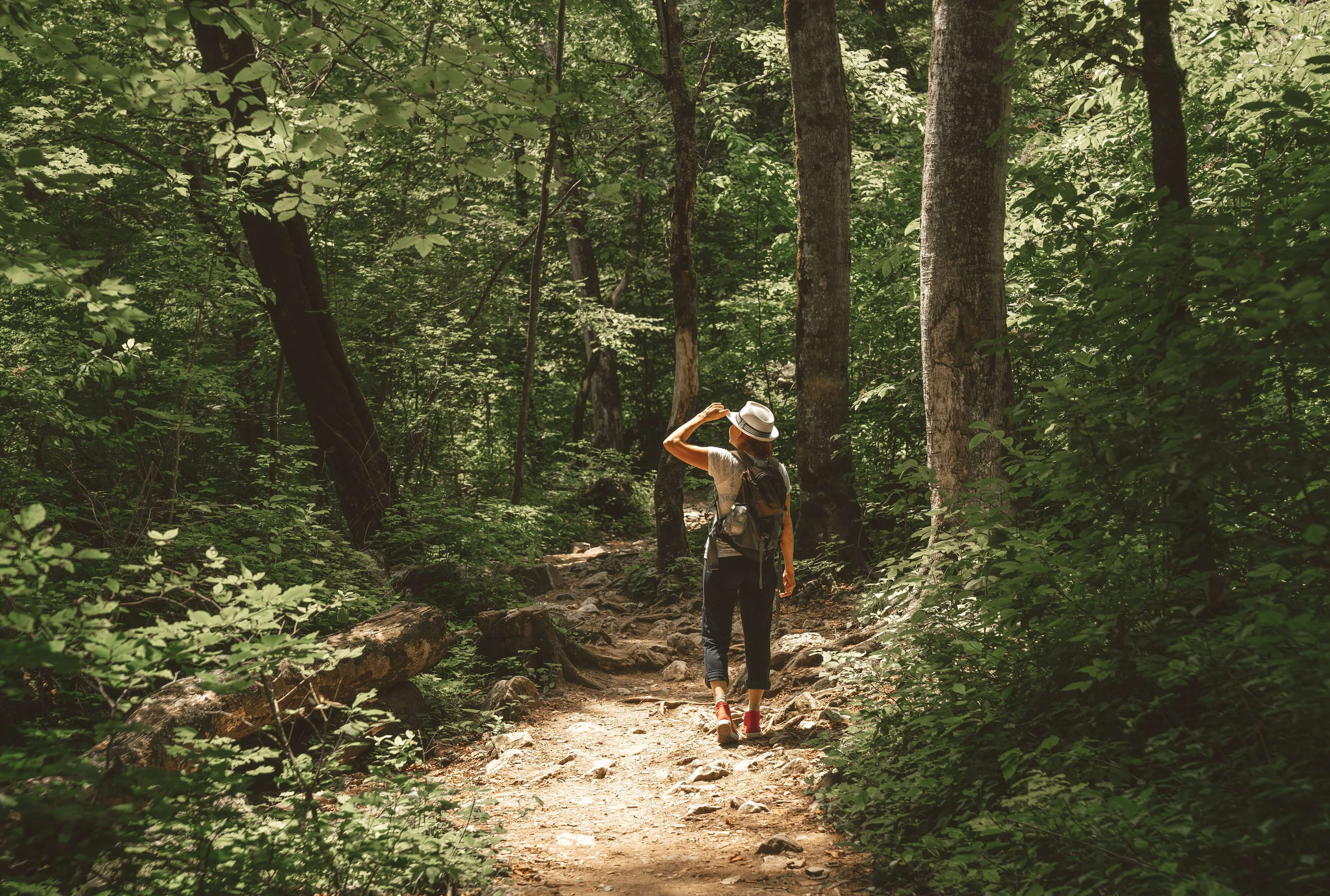Nature's Reset Button: How Forest Bathing Revives Mind & Body