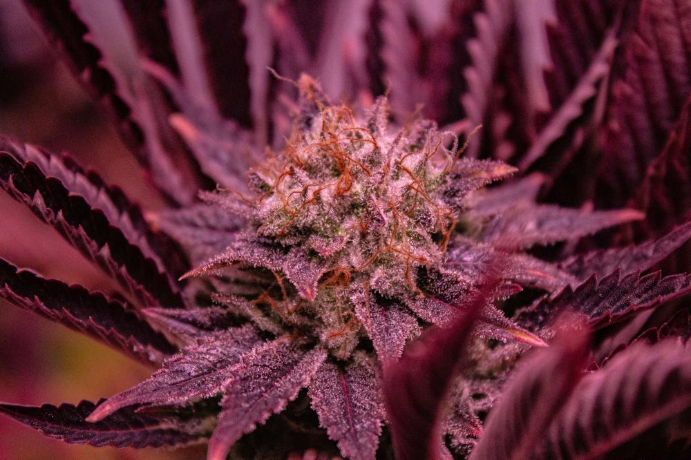 Strain Spotlight: G13