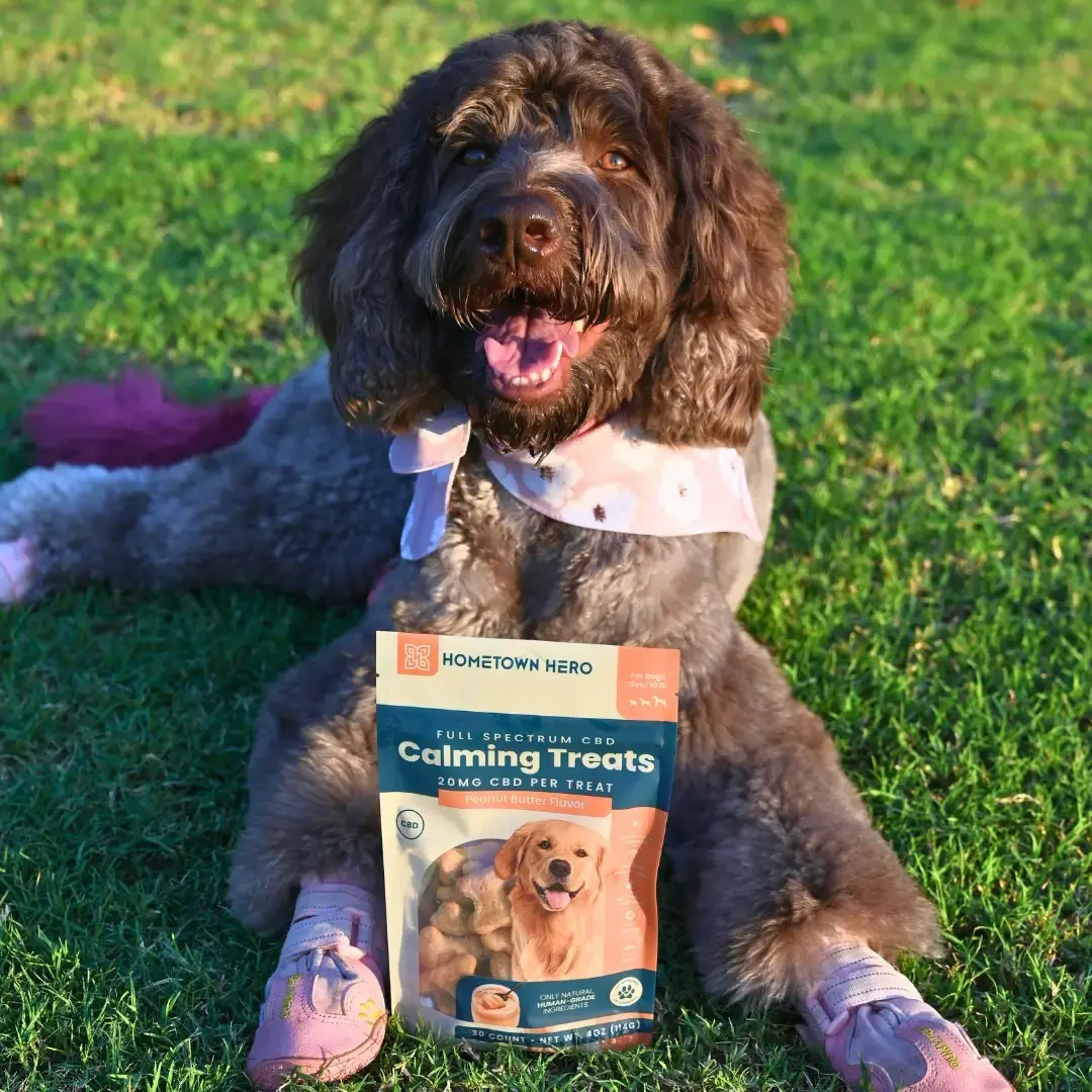 brown dog next to bag of peanut butter dog cbd treats