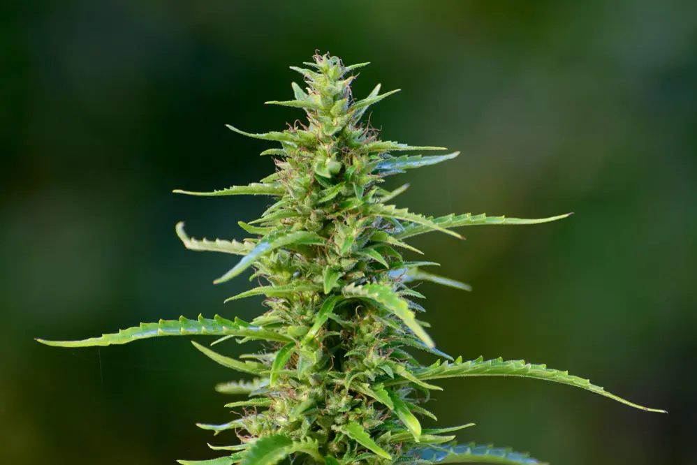 CBN vs. CBD: What’s the Difference?