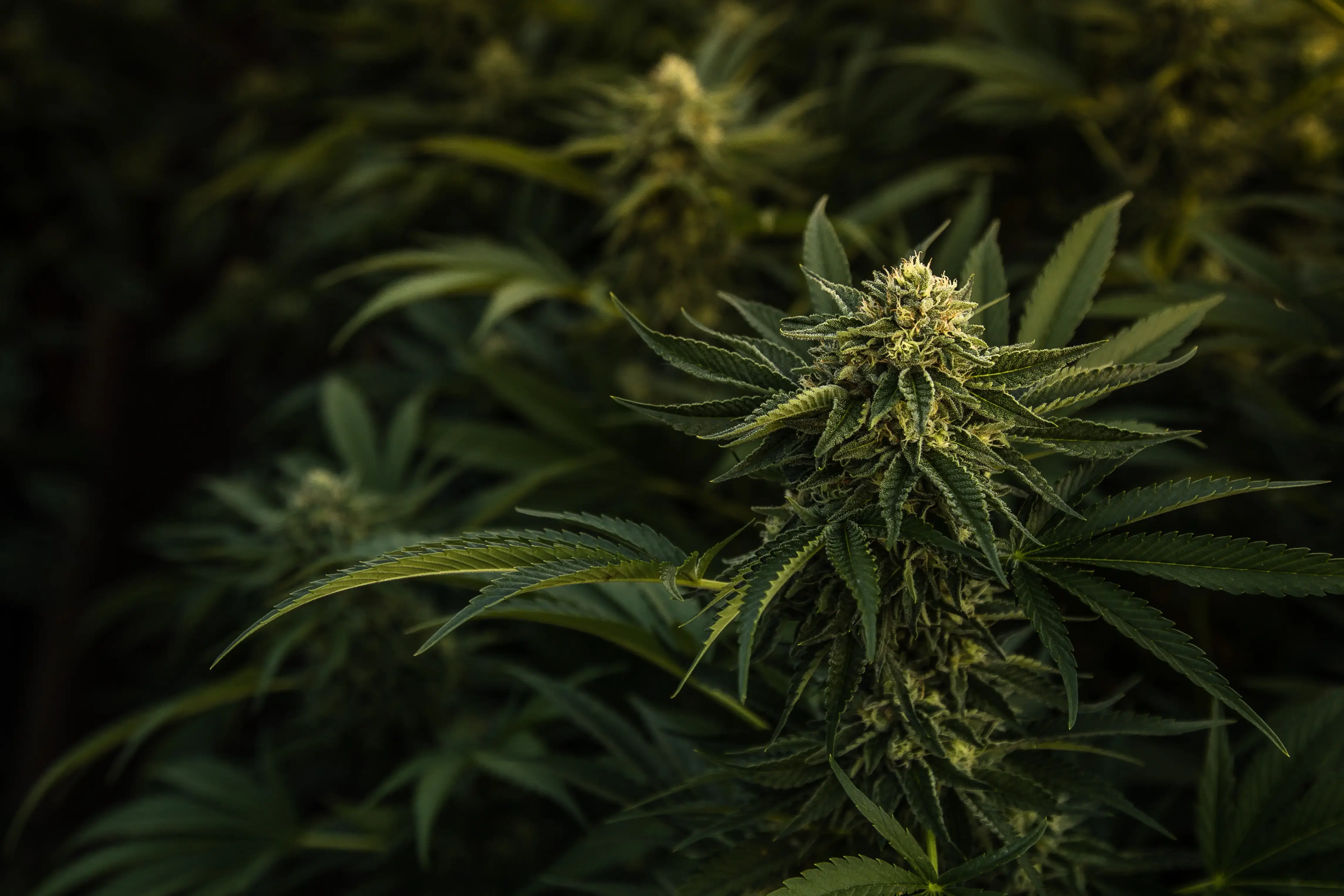 a detailed shot of multiple cannabis plants rich in delta-9 thc
