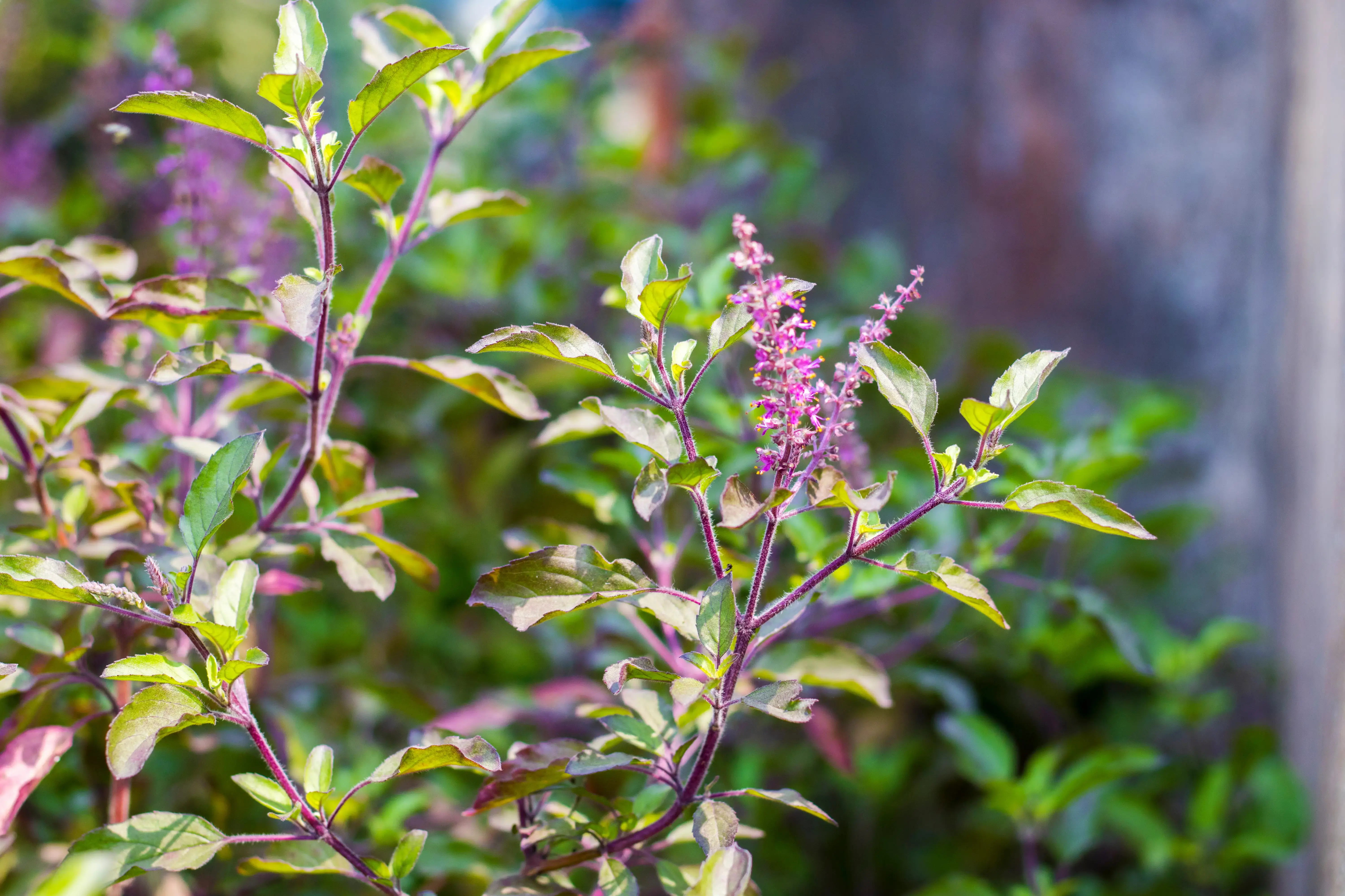 a beautiful holy basil plant