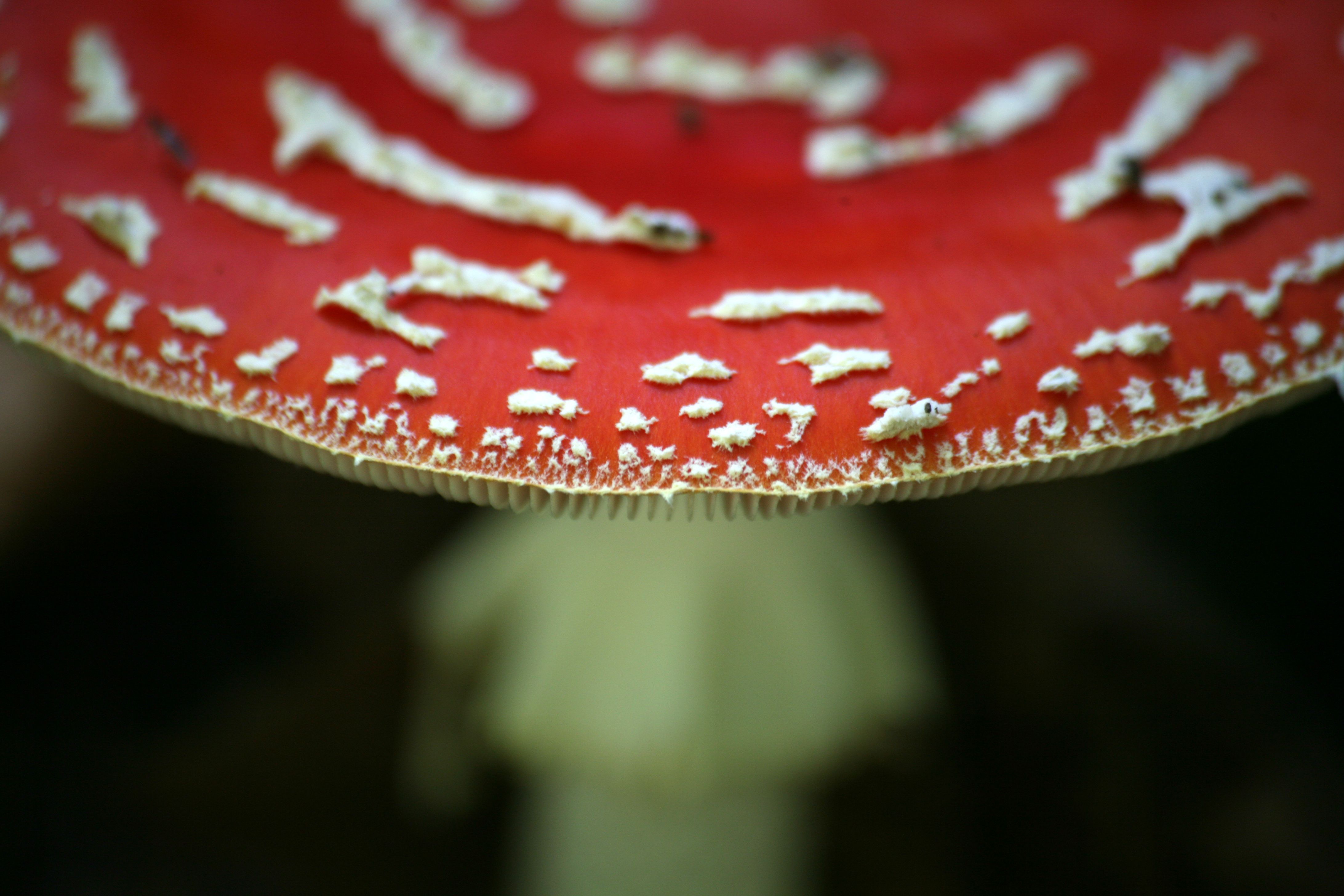 amanita muscaria