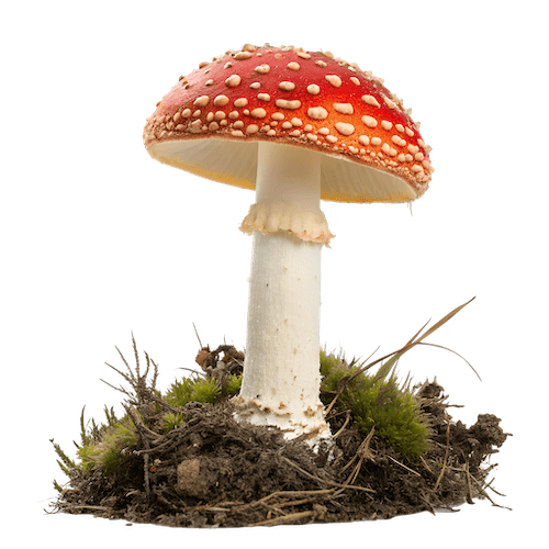 amanita muscaria icon
