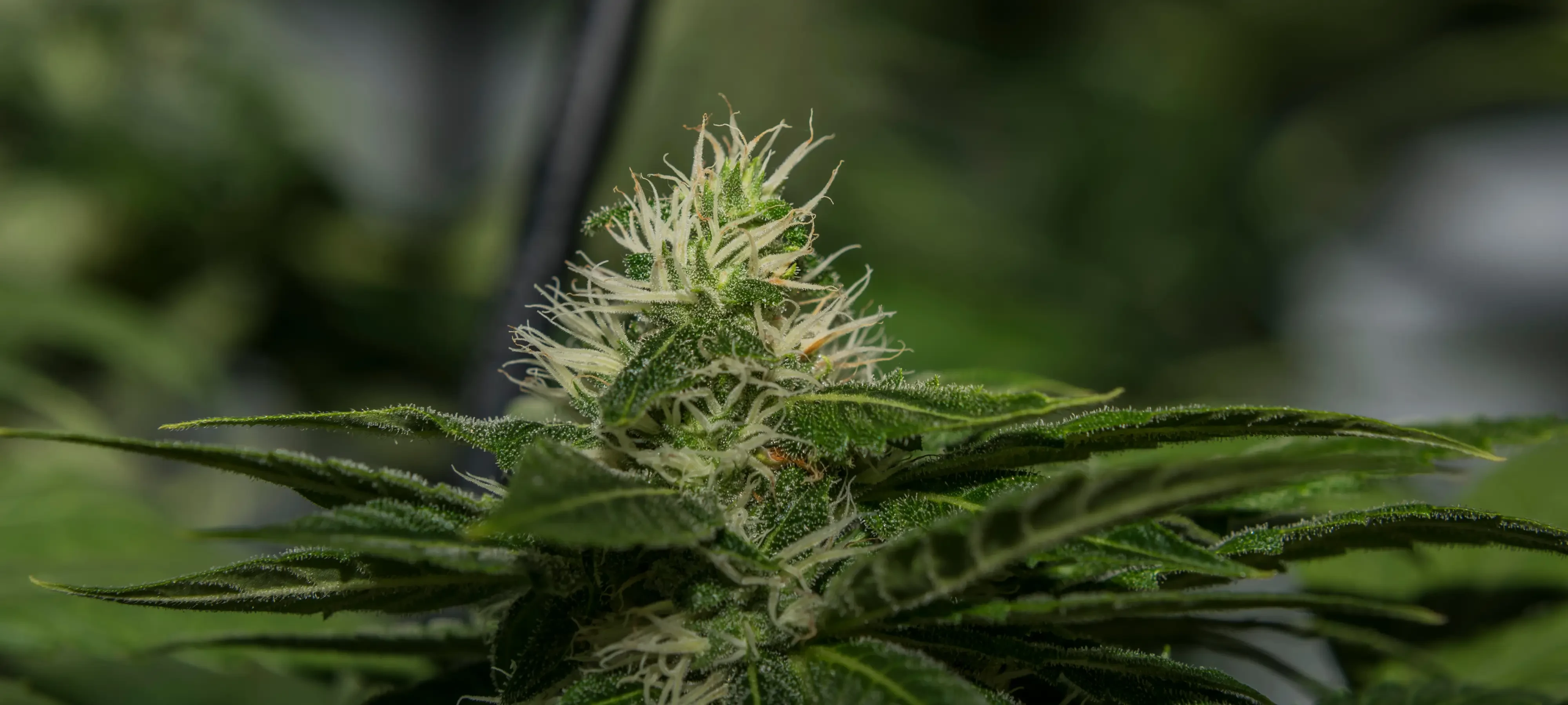 Strain Spotlight: Bubble Gum