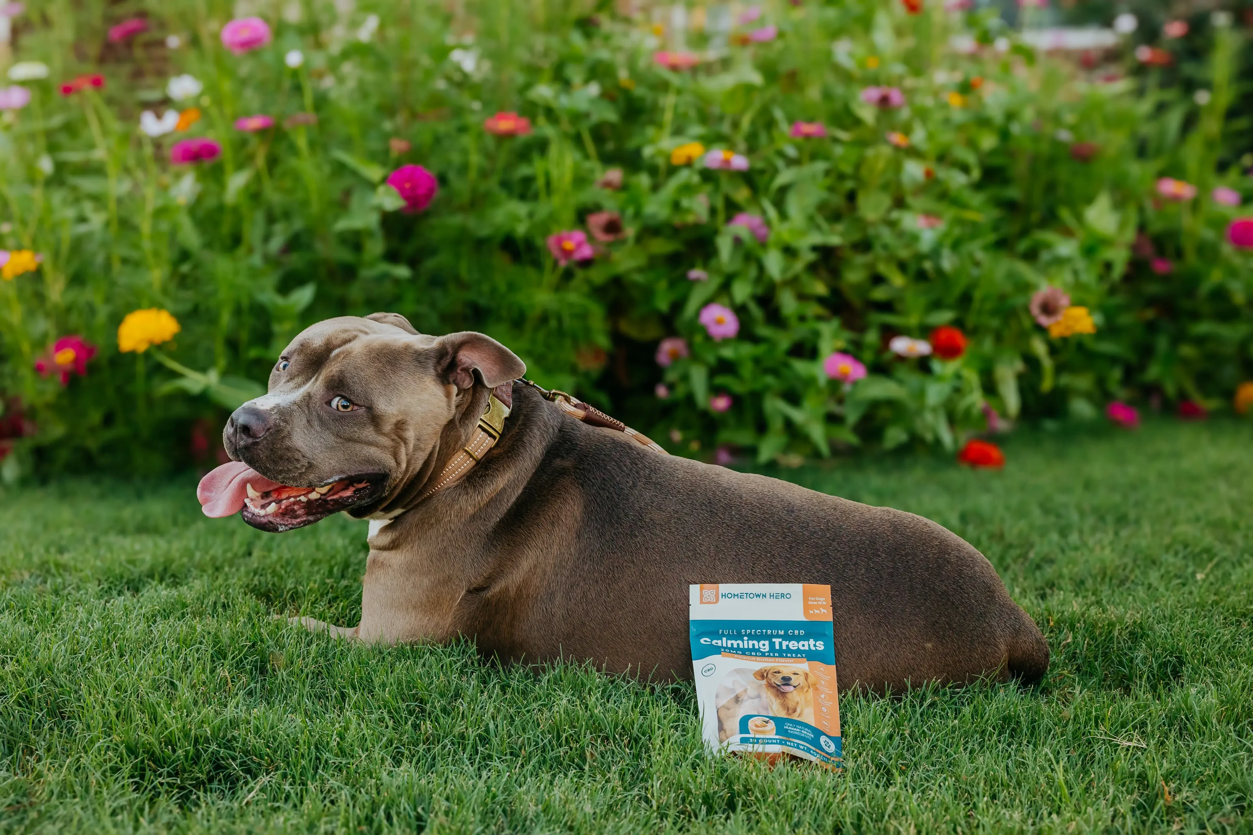 dog next to CBD dog treats