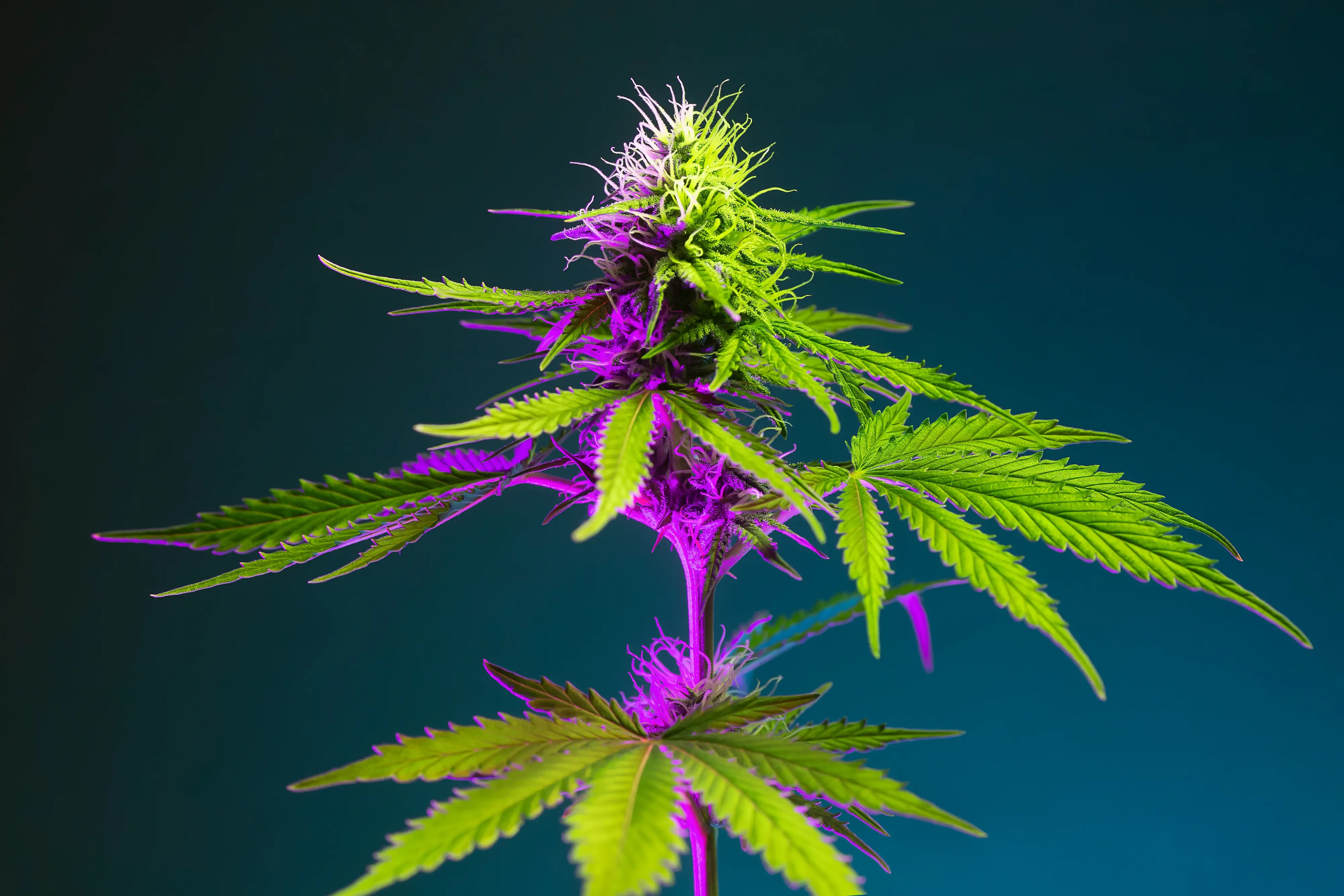 cannabis plant with blueish background