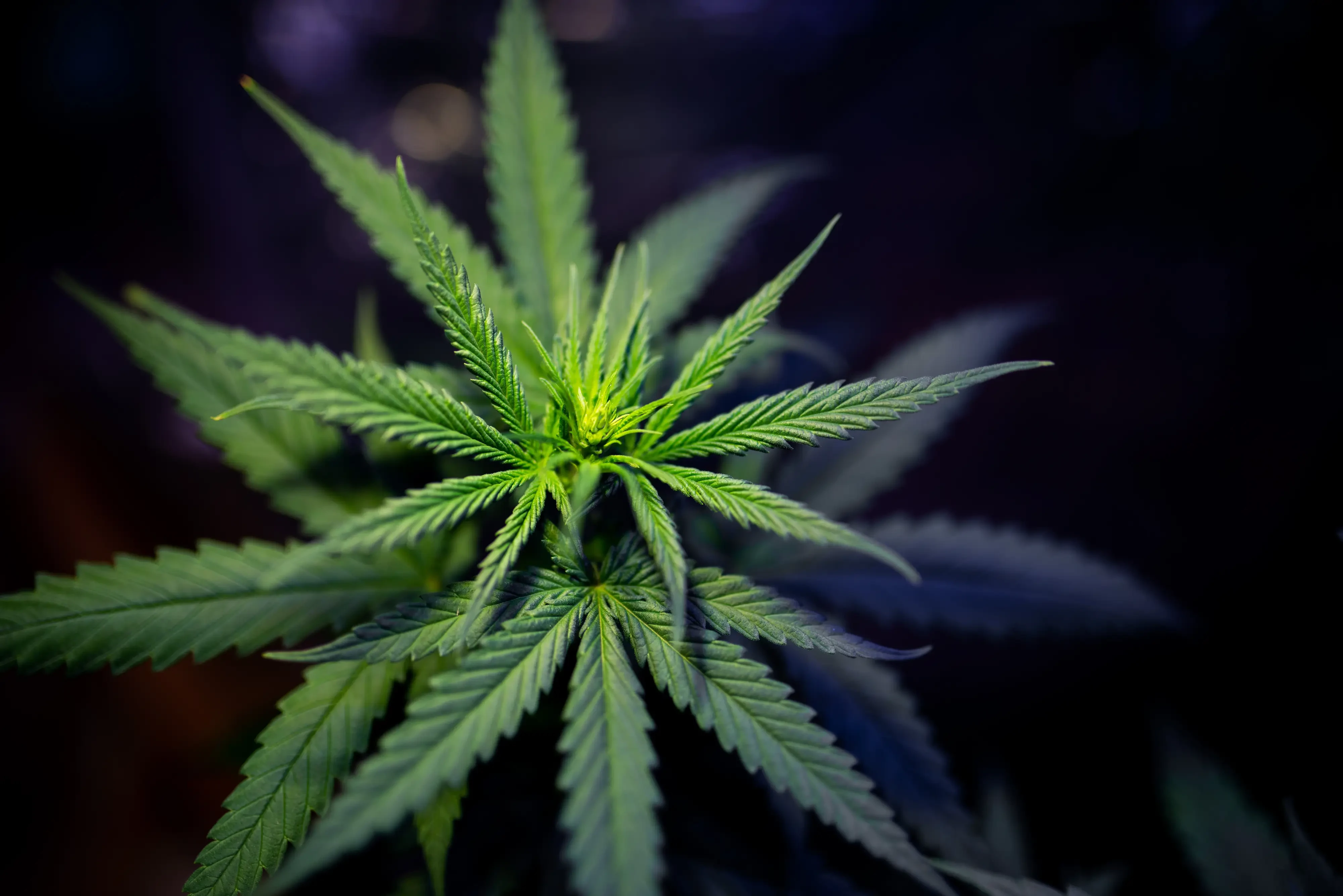 shot of a cannabis plant