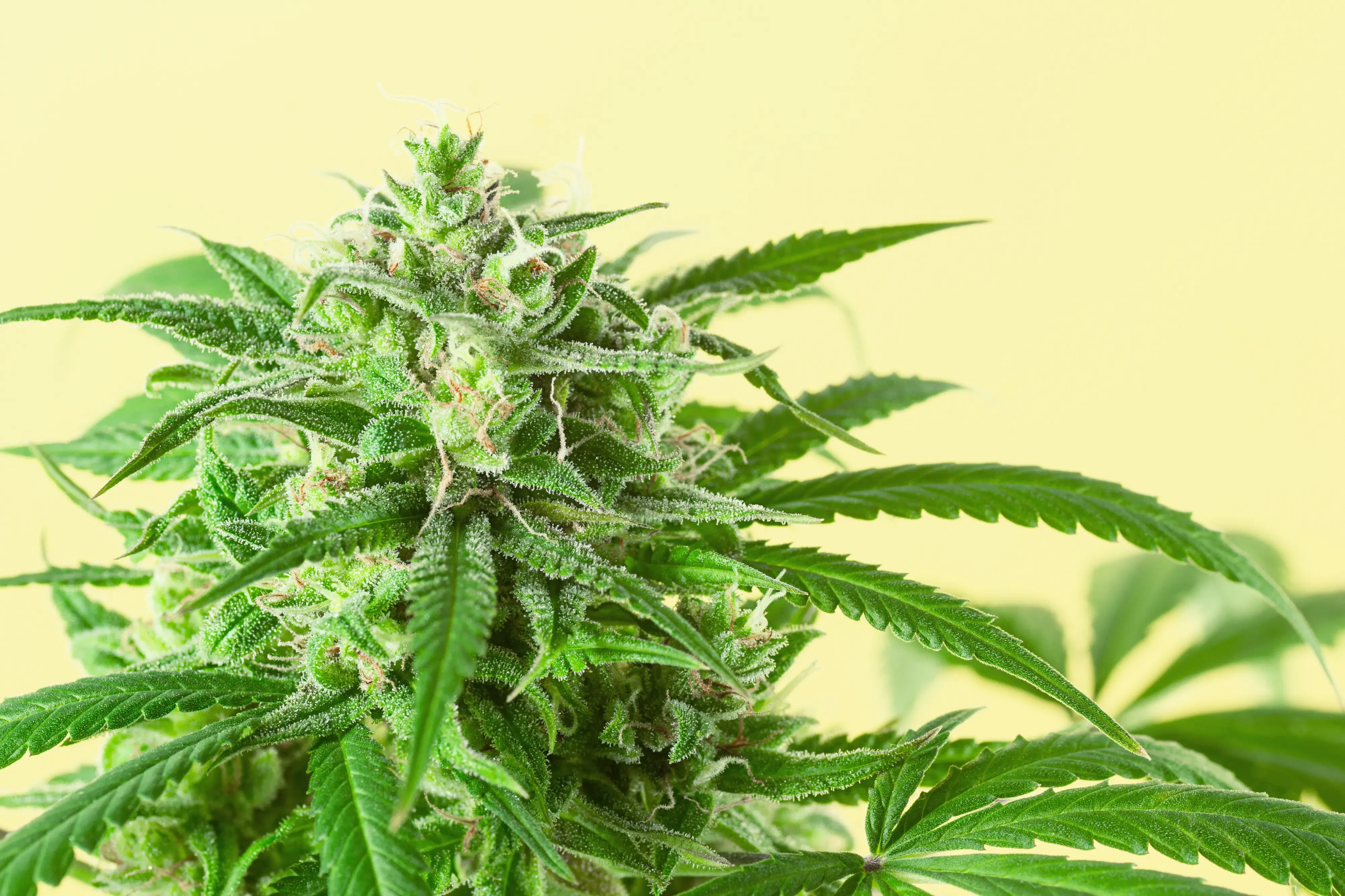 cannabis bud with trichomes
