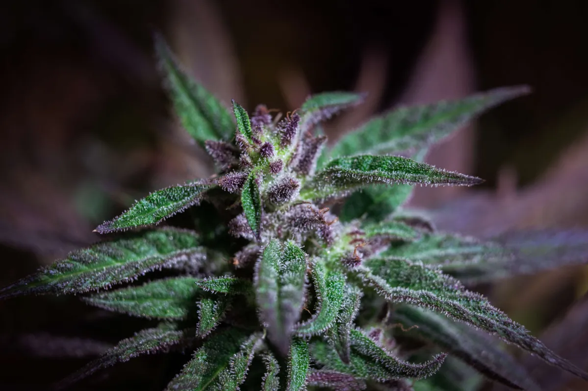 cannabis flower plant