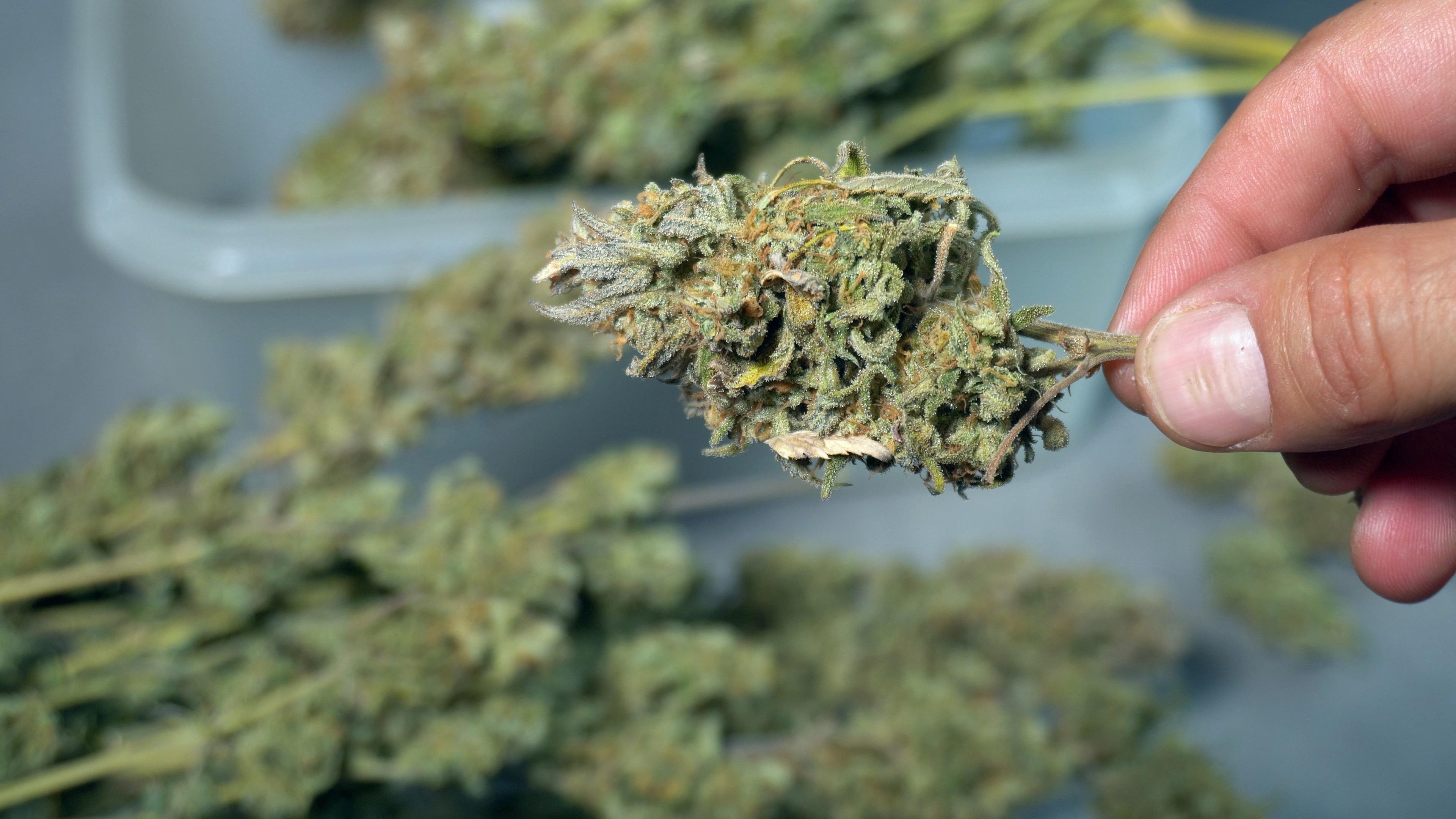 up close cannabis bud