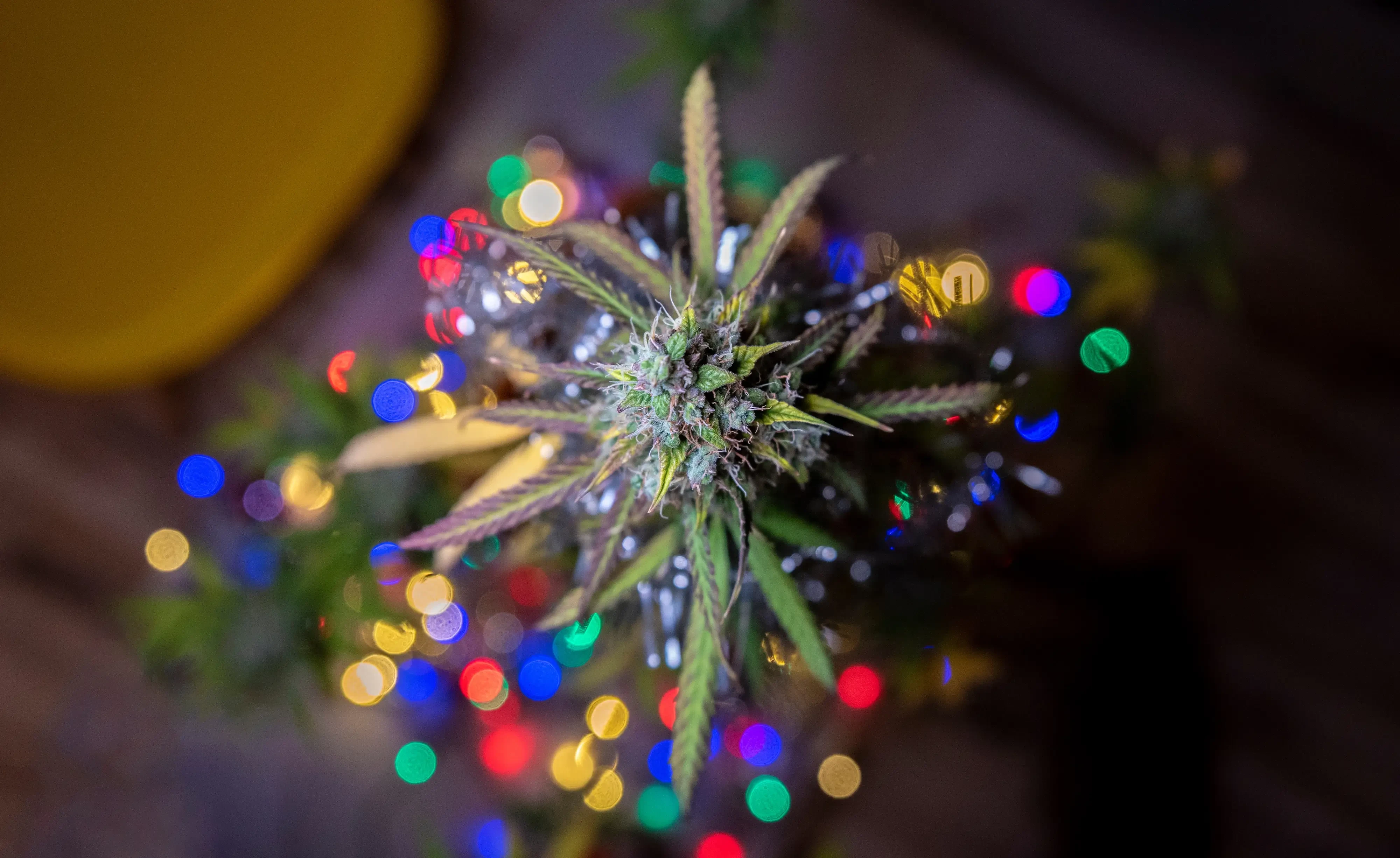 cannabis plant decorated like a christmas tree