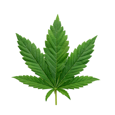 Cannabis leaf