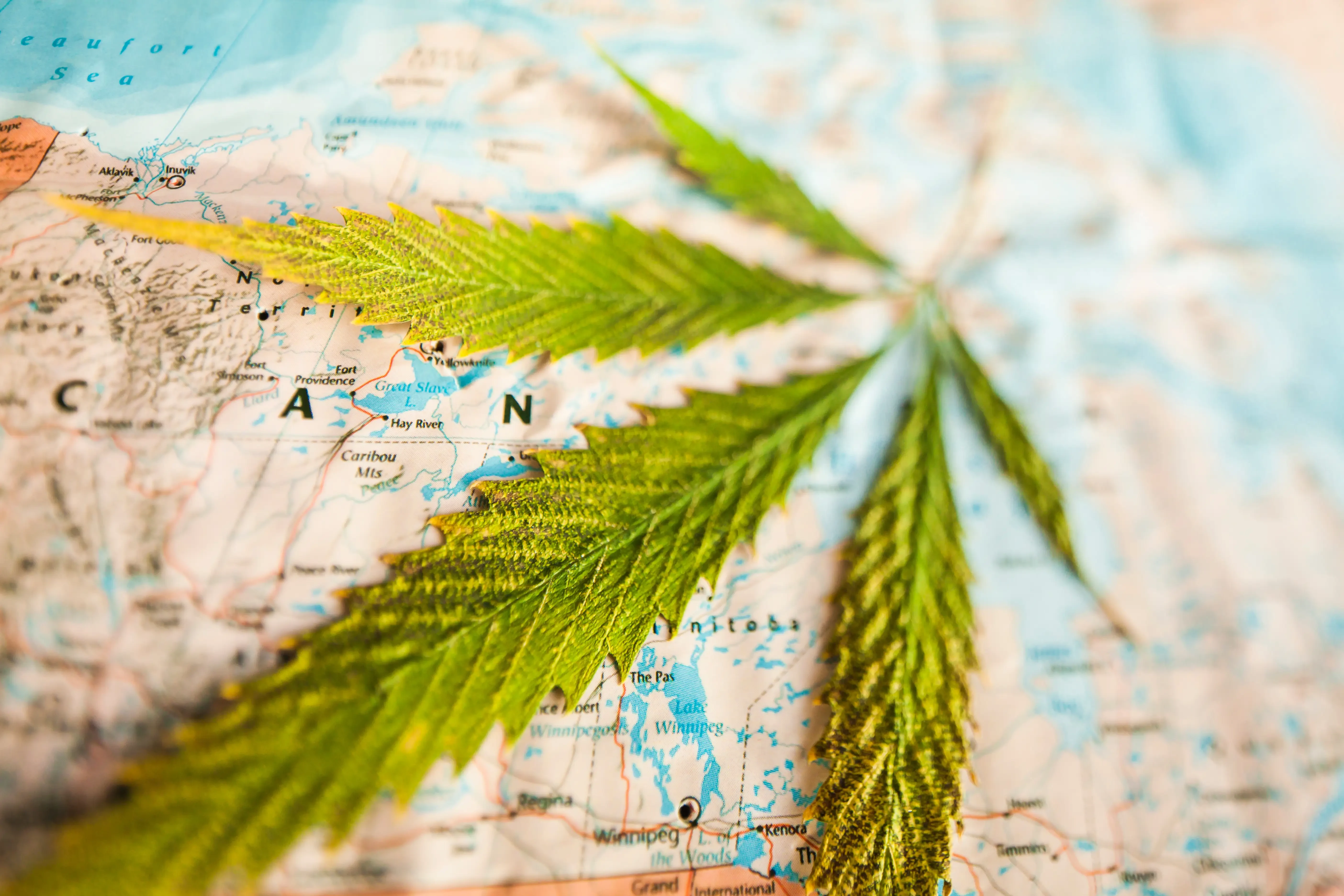 cannabis on a world map