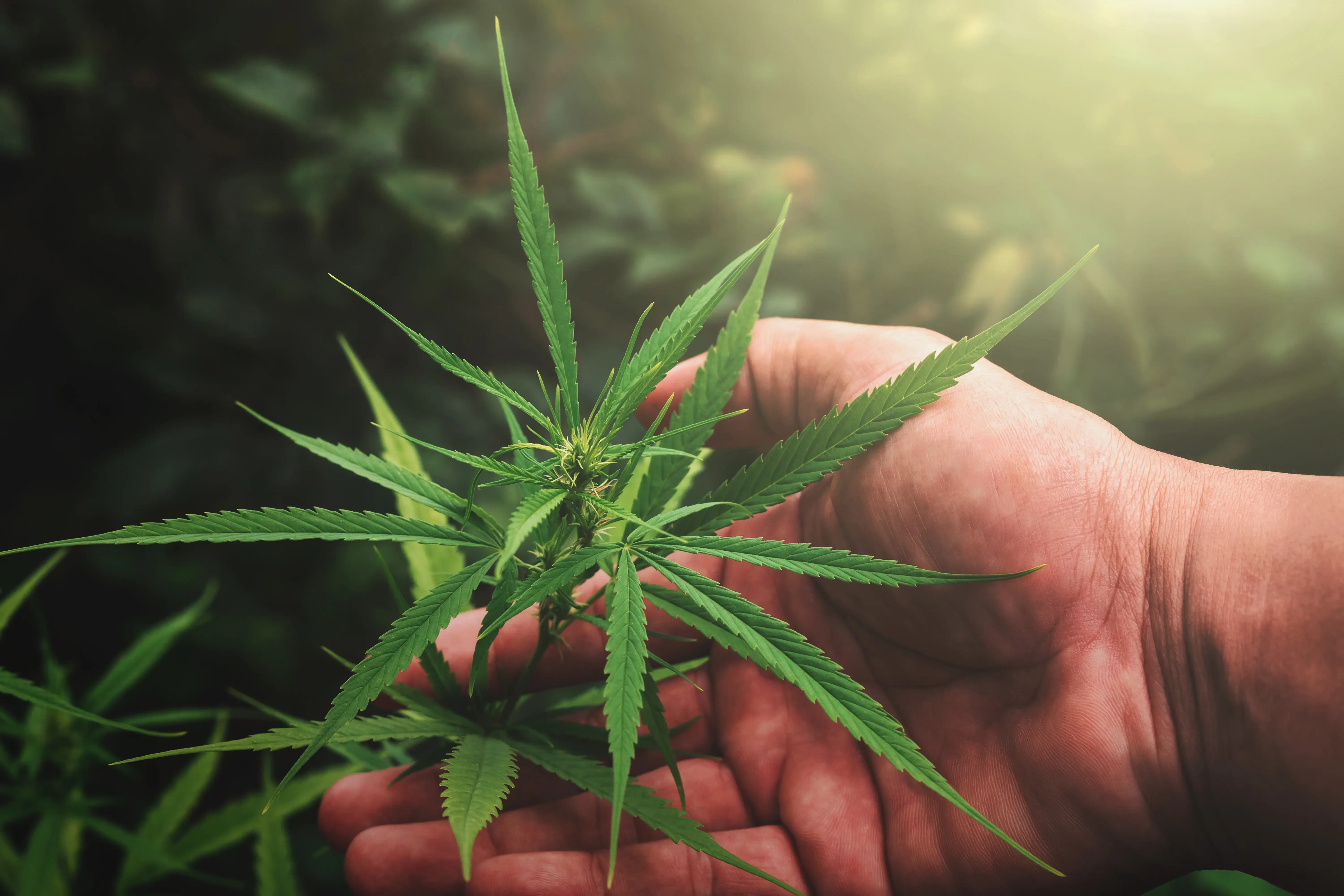 hand holding cannabis plant