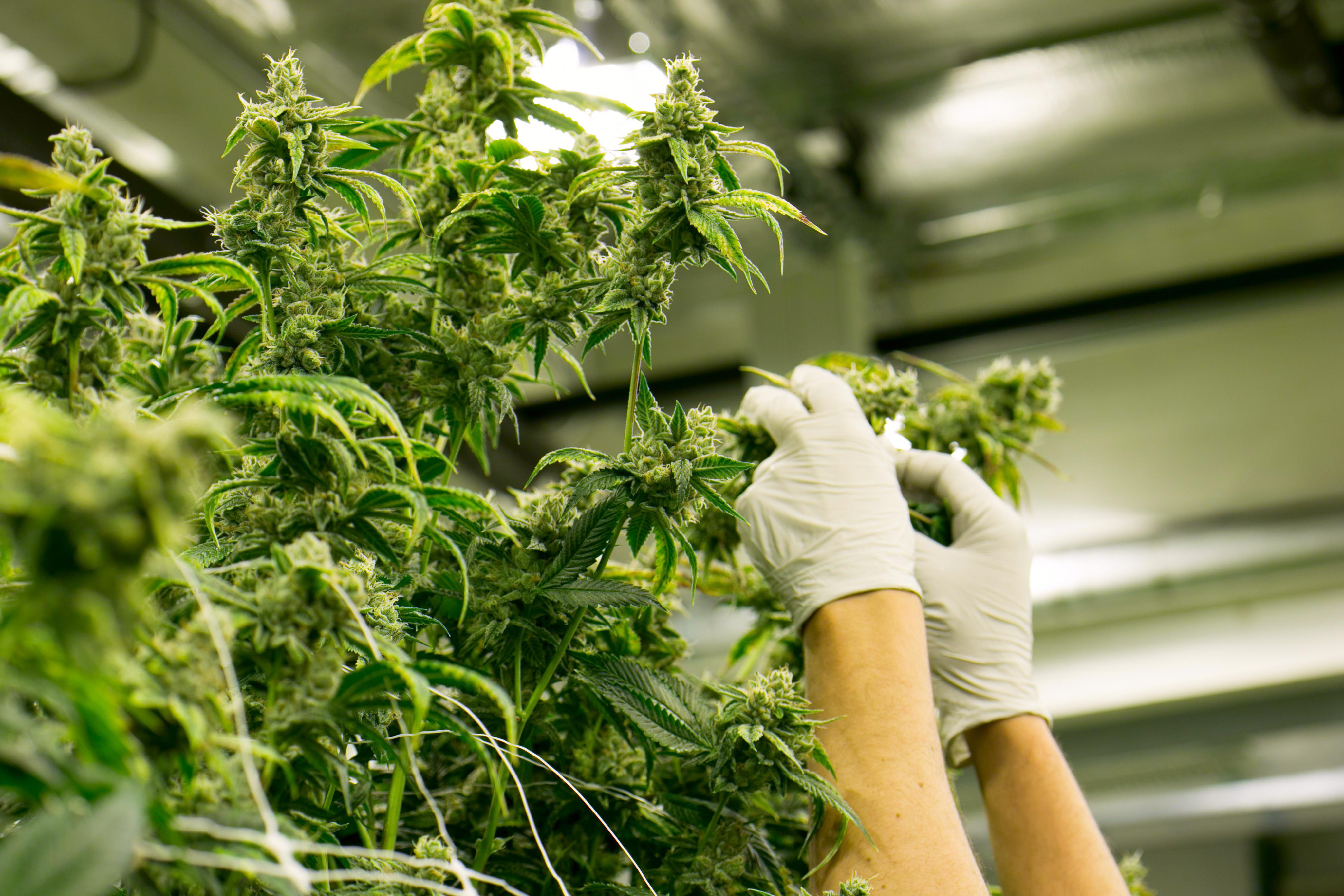 Scientist gloves inspecting an indoor grown cannabis plant