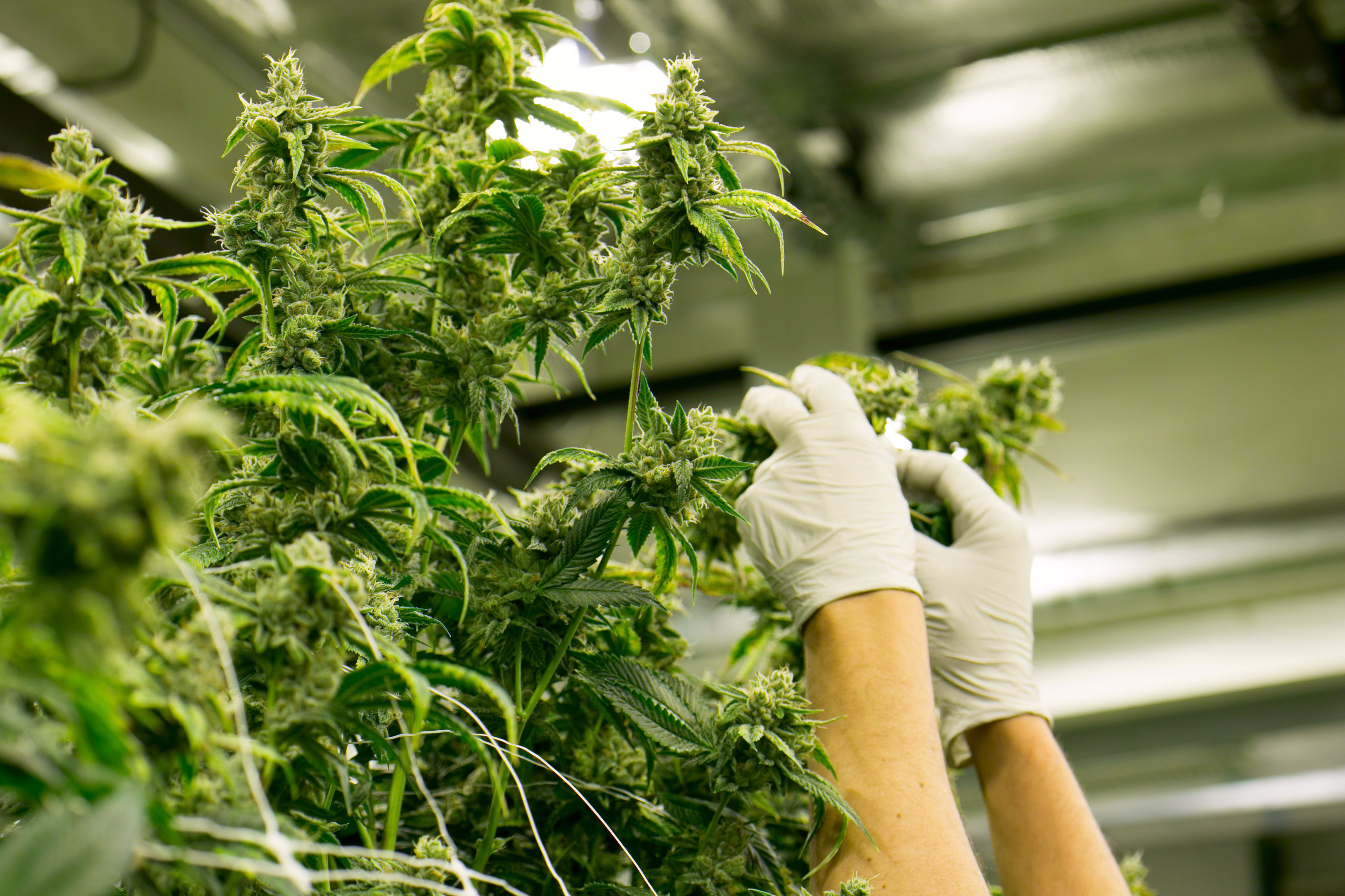 Scientist gloves inspecting an indoor grown cannabis plant