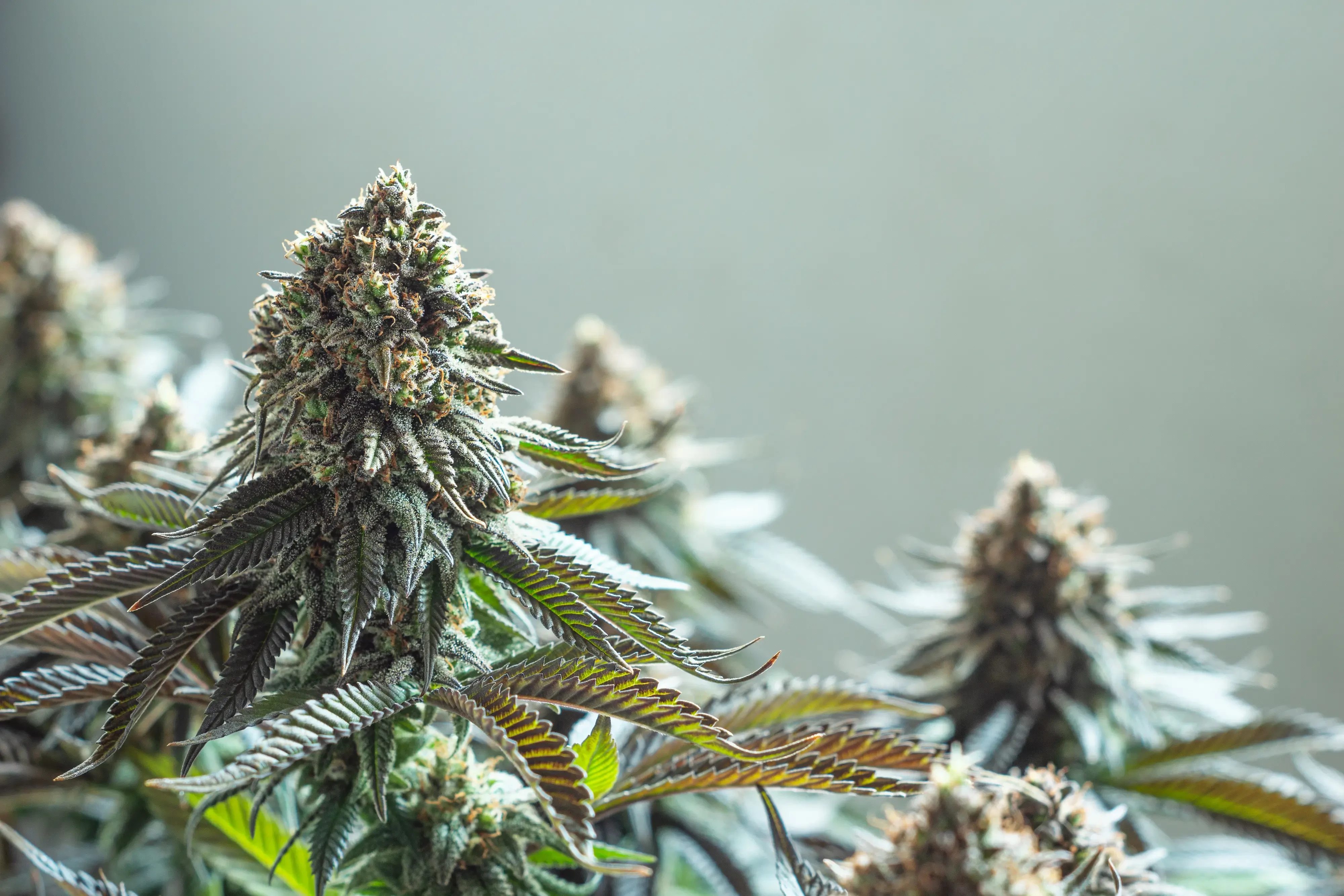 cannabis plants with palish teal background
