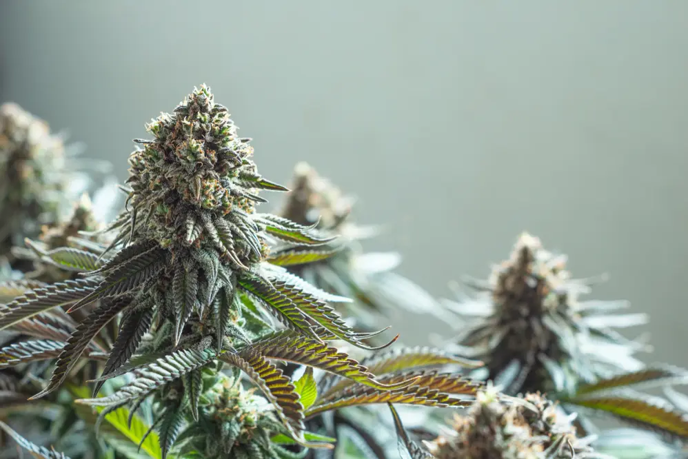 THC vs. CBD: What’s the Difference?