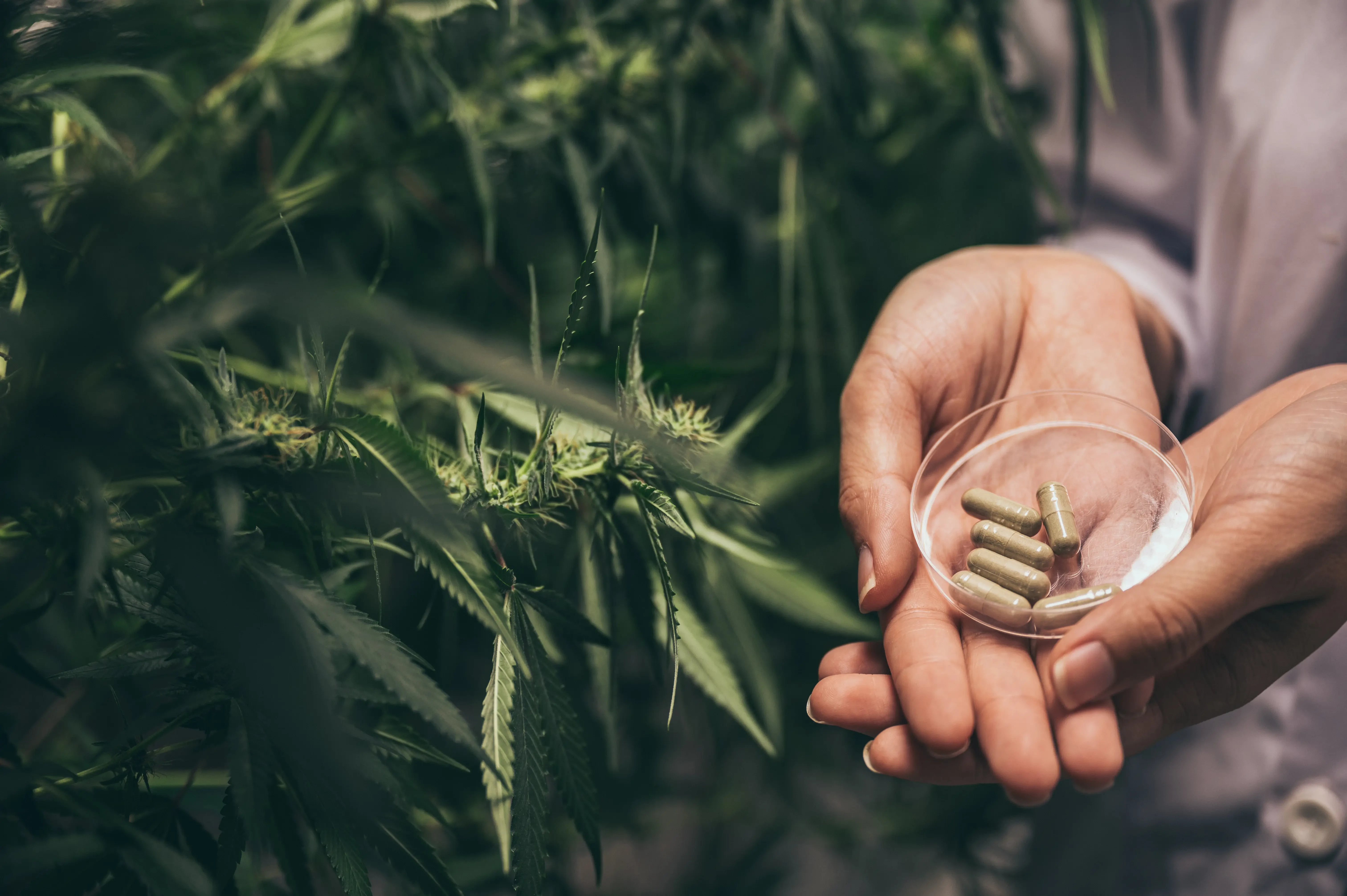 thc capsules next to a cannabis flower