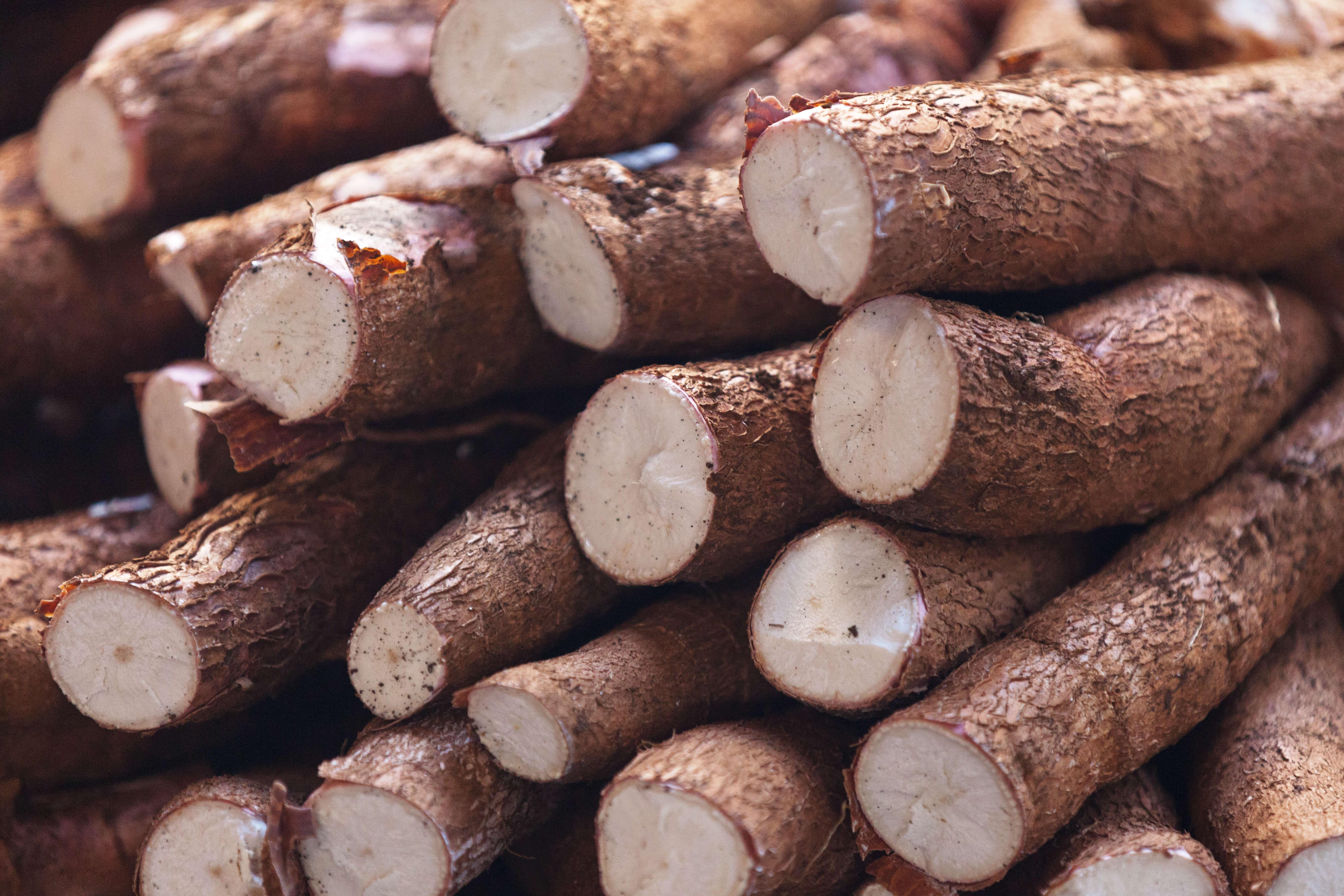cassava root