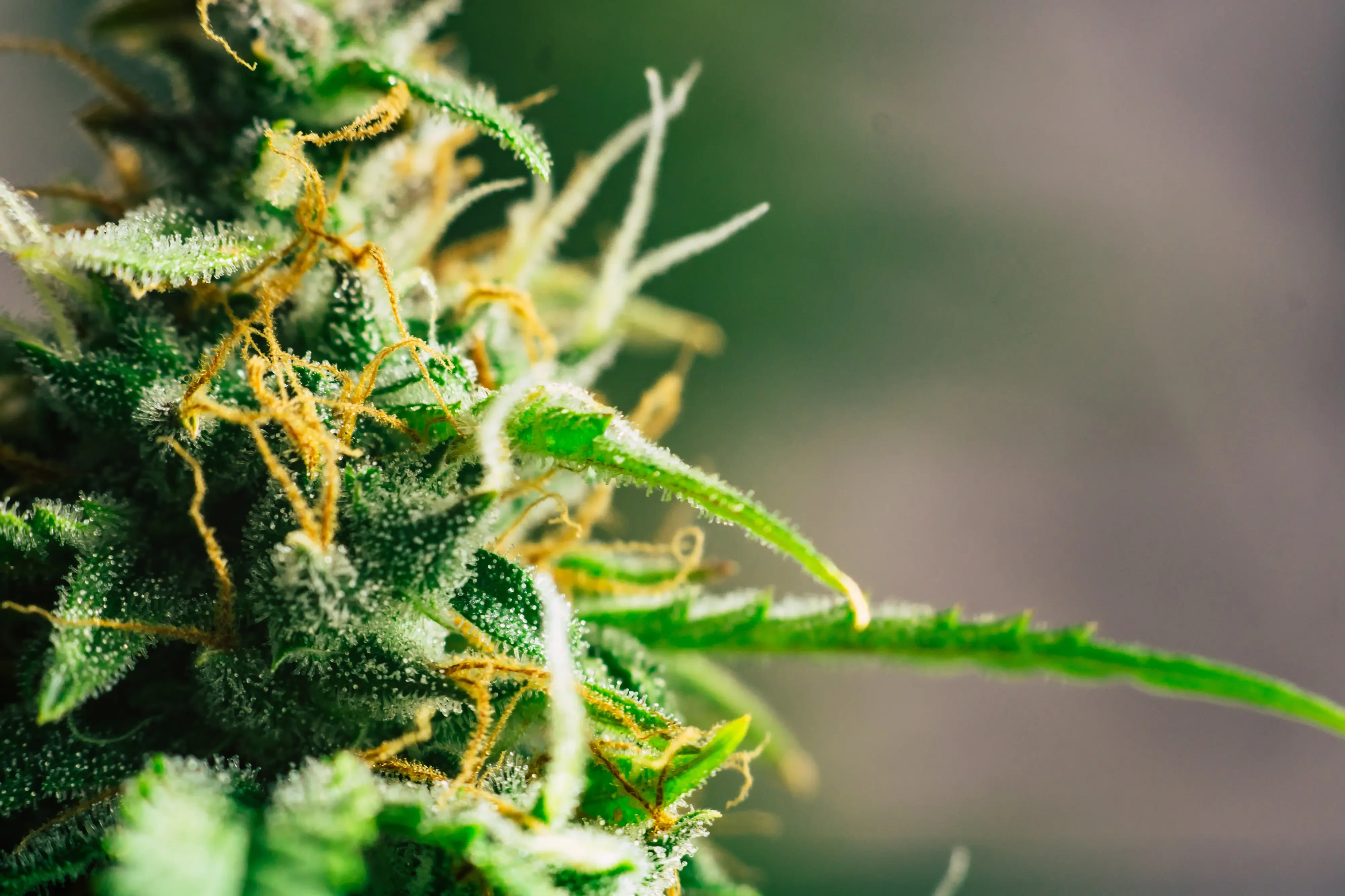 hemp plant