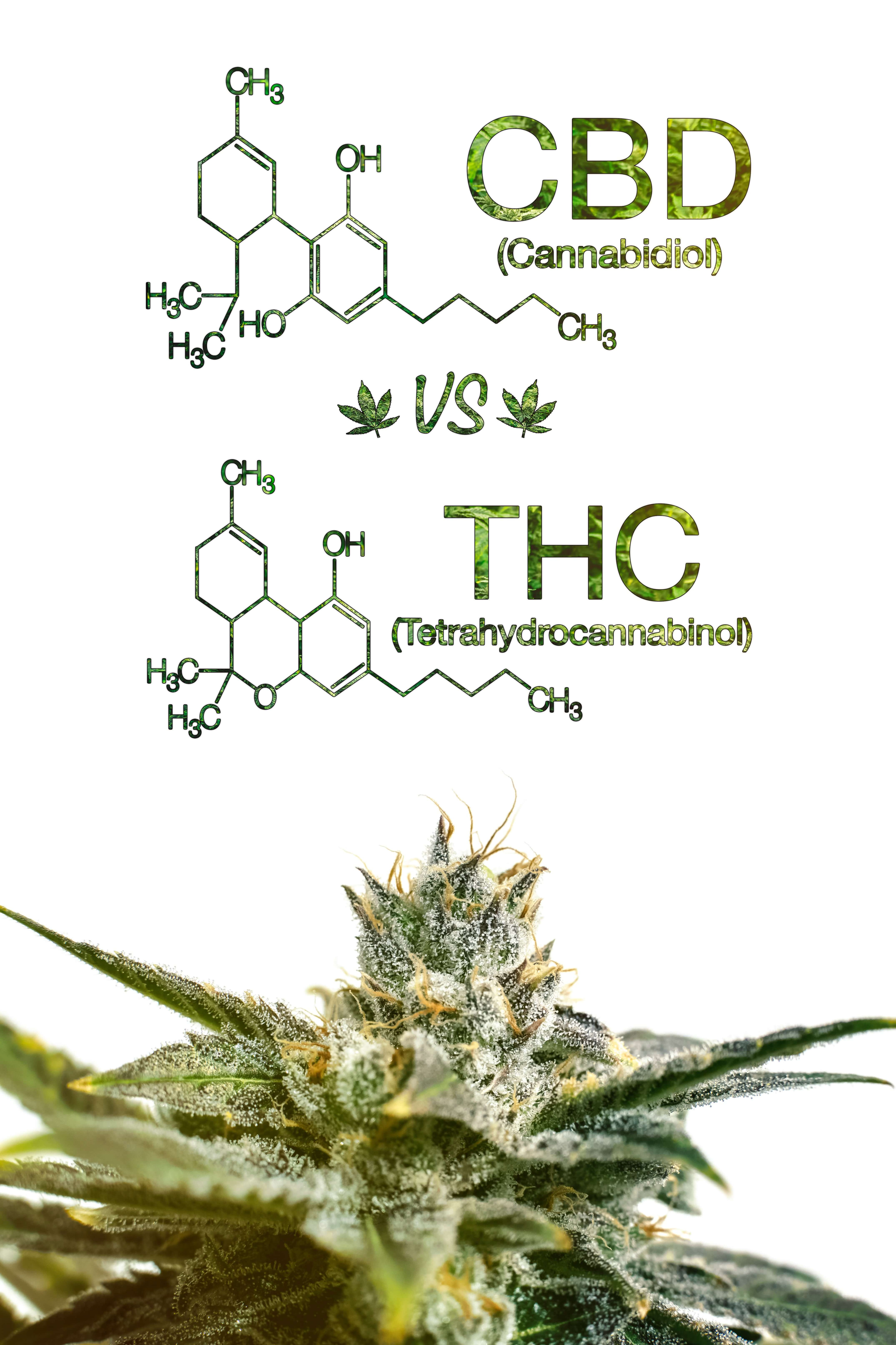 cannabinoids thc and cbd comparison