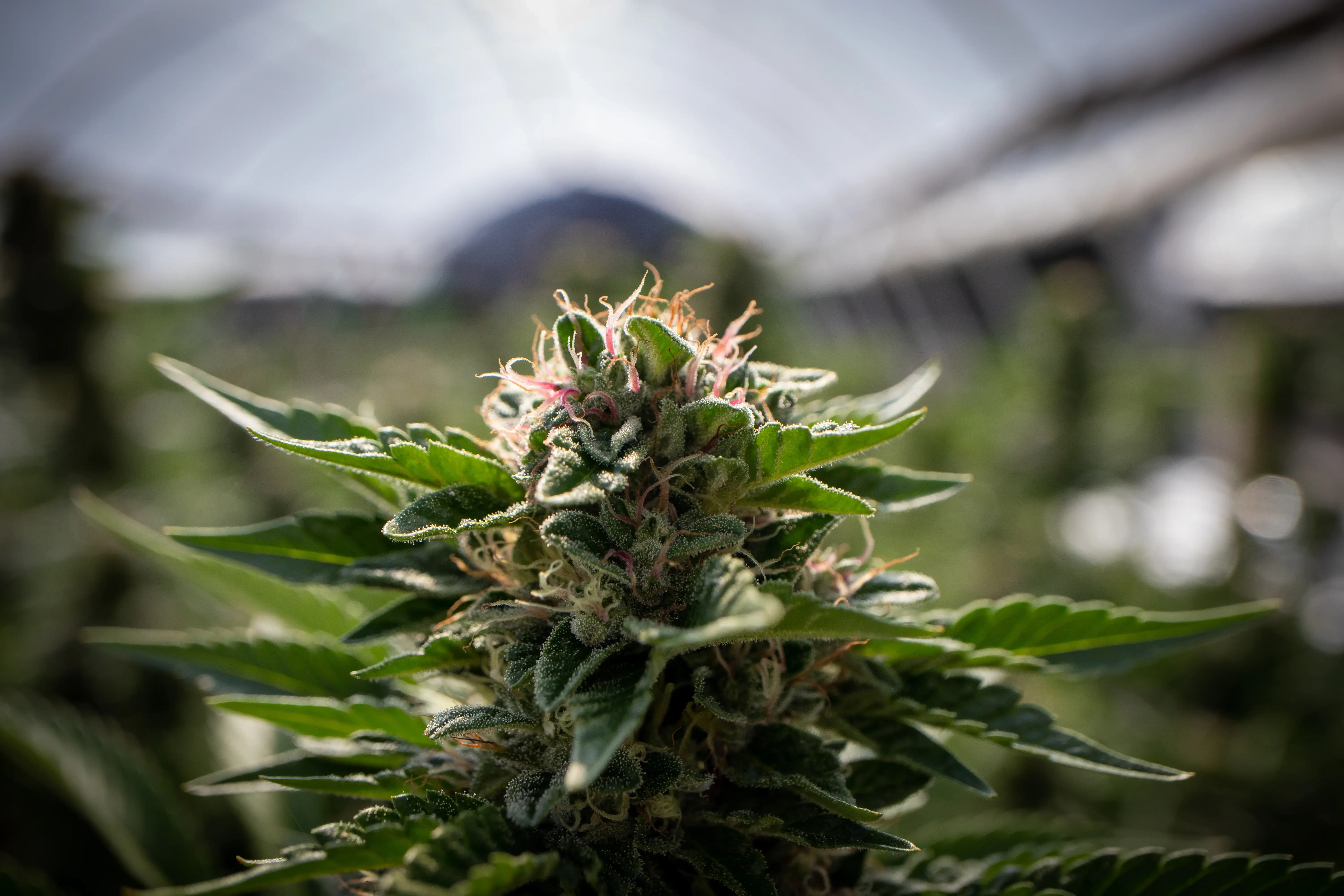 cannabis plant growing indoors
