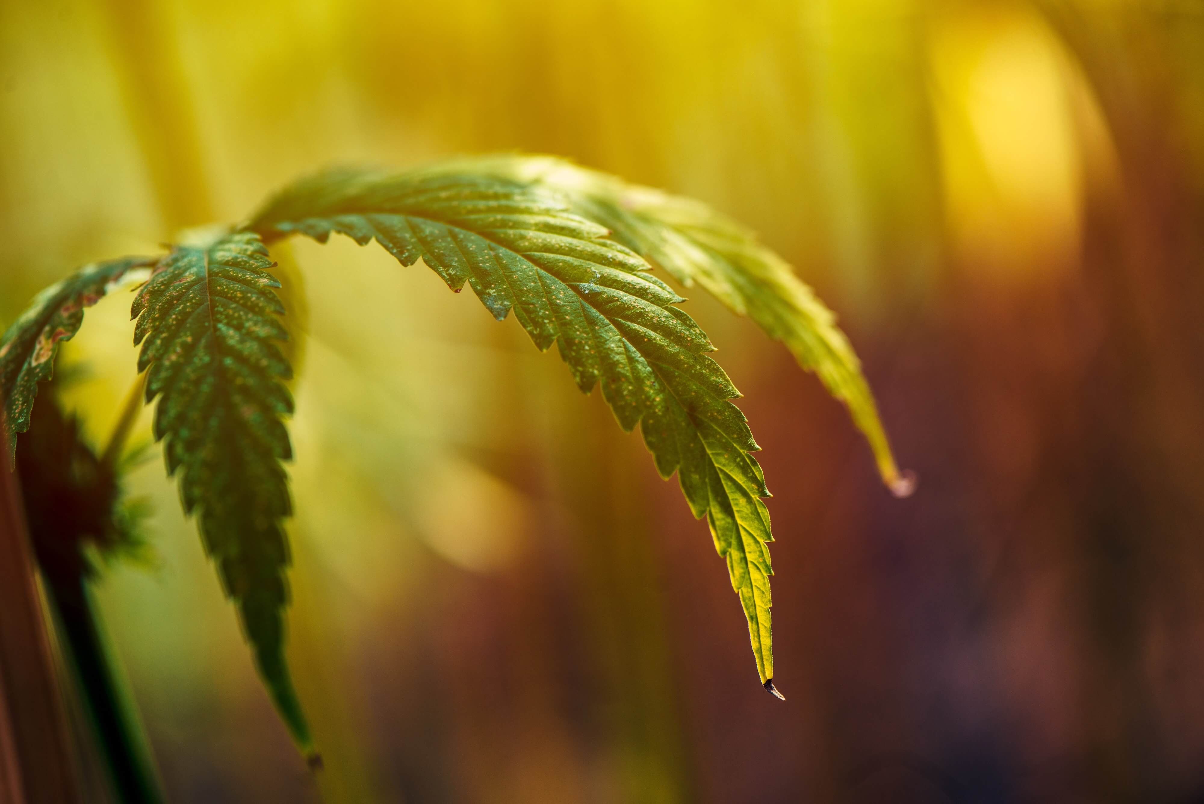 CBG vs. CBD: The Differences You Need to Know