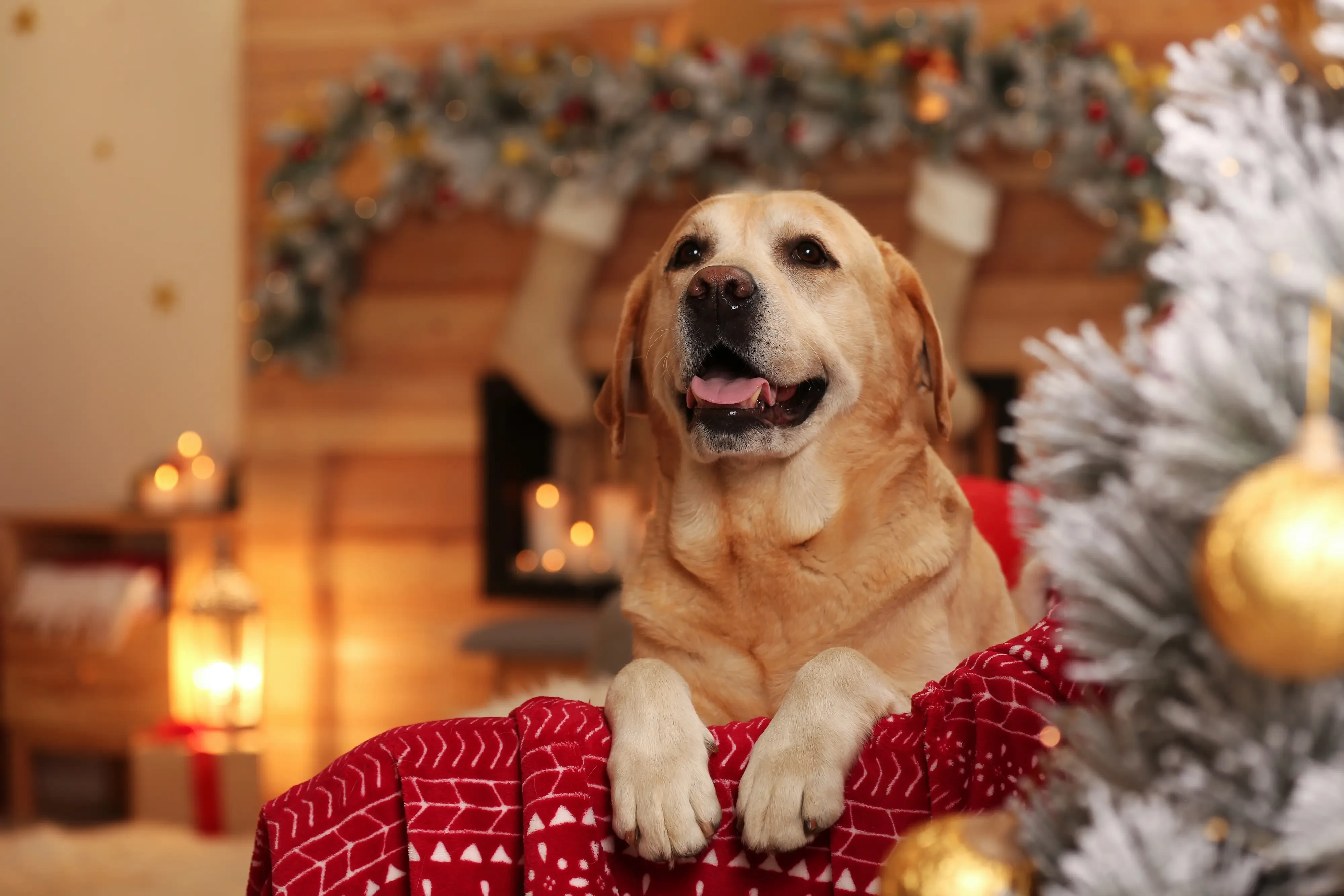 dog next to a christmas tree