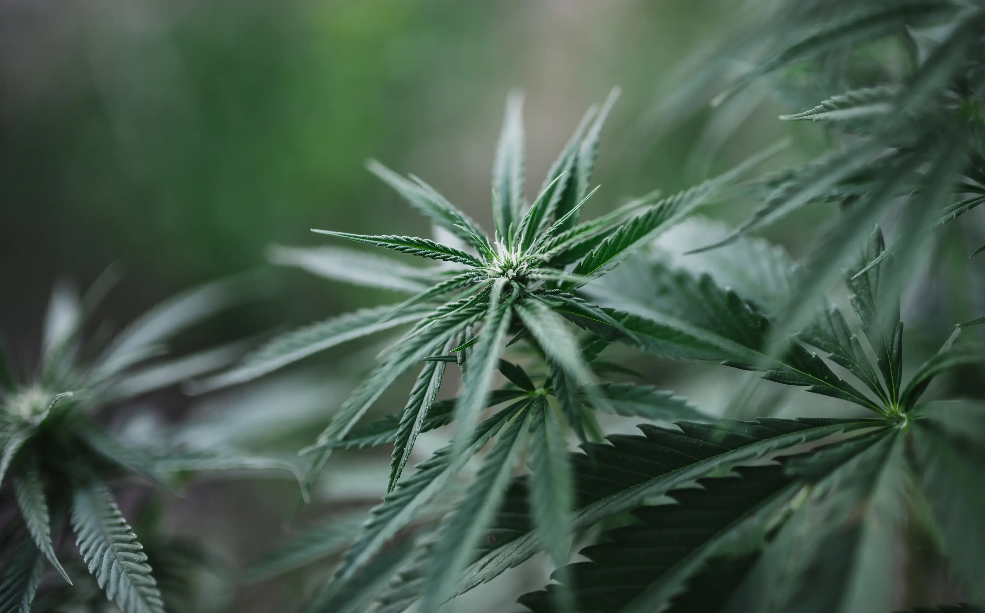 cannabis plat growing