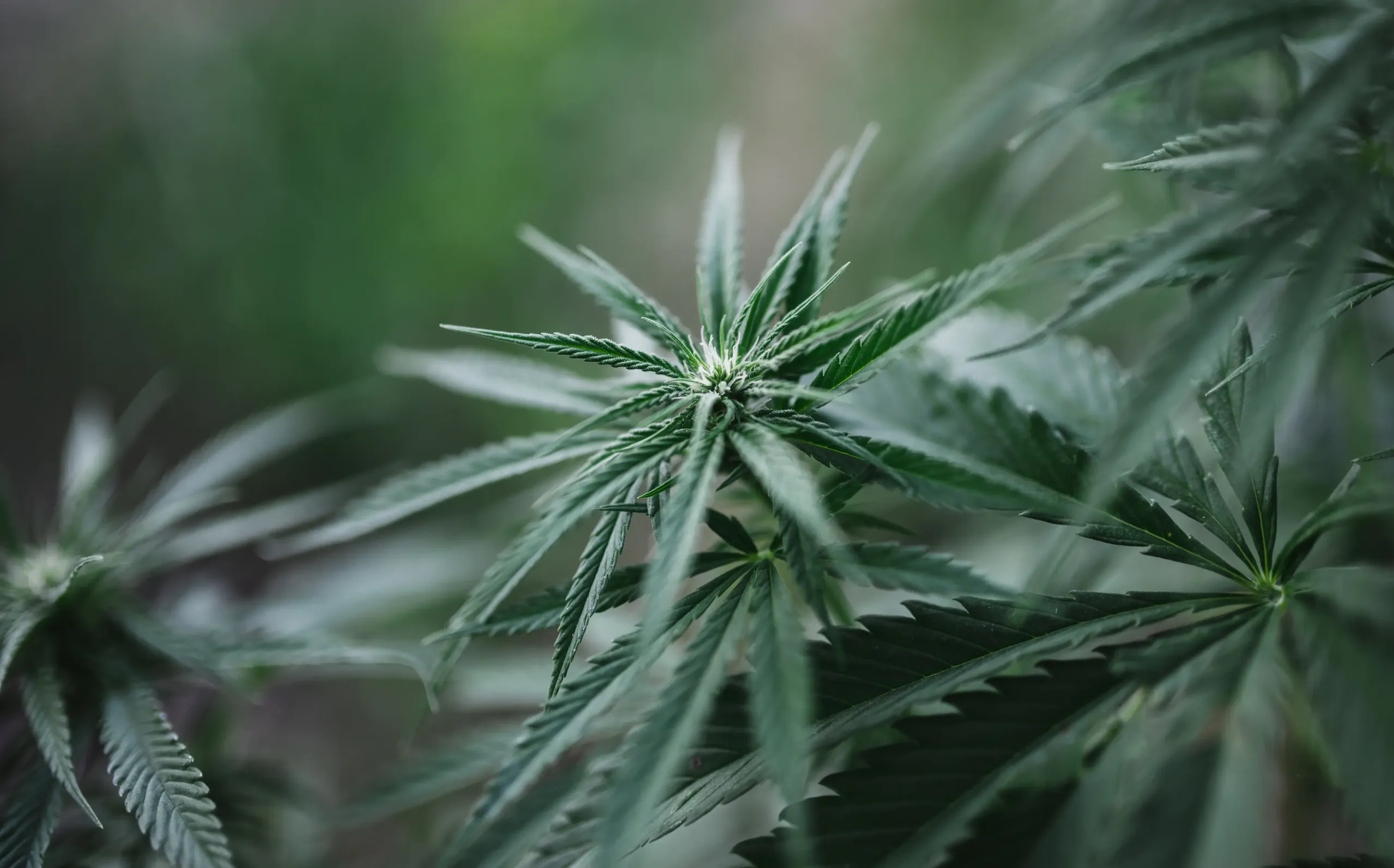 cannabis plat growing