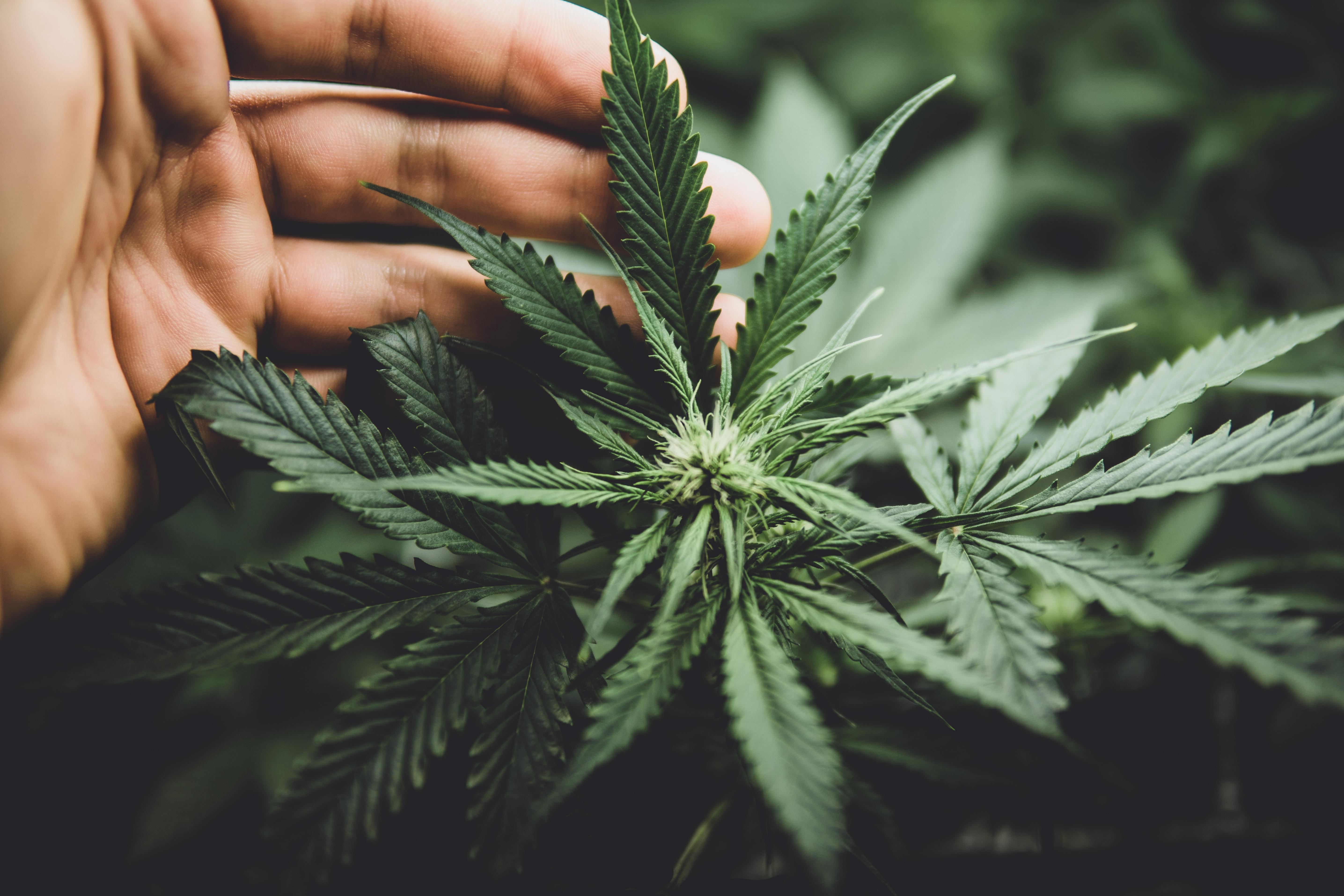 hands holding a cannabis flower