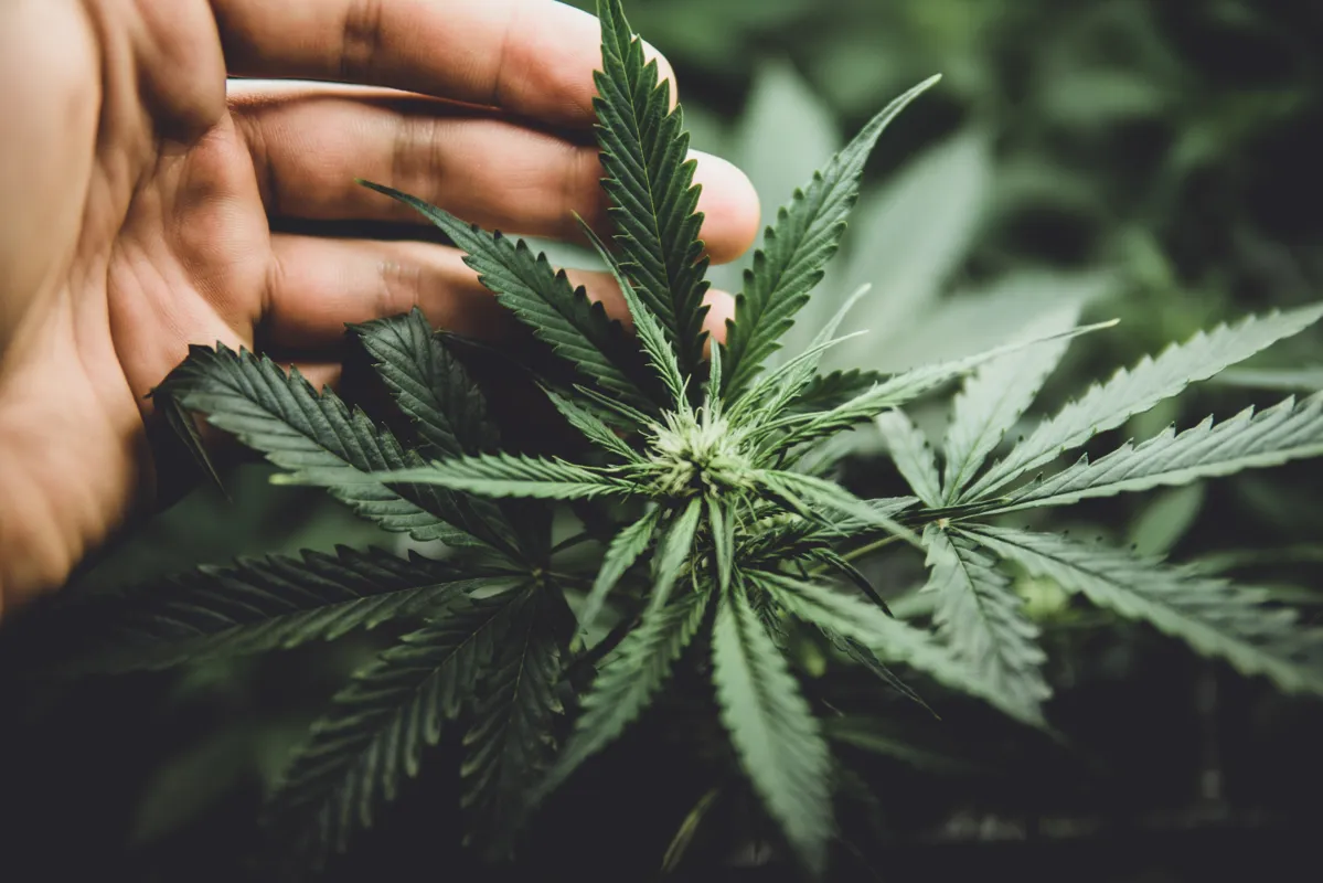 hands holding a cannabis flower