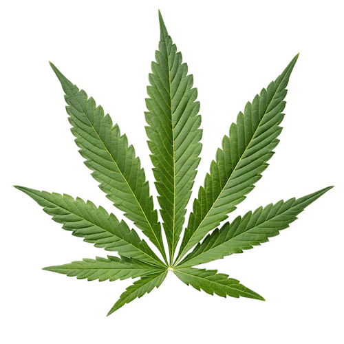 d8 leaf