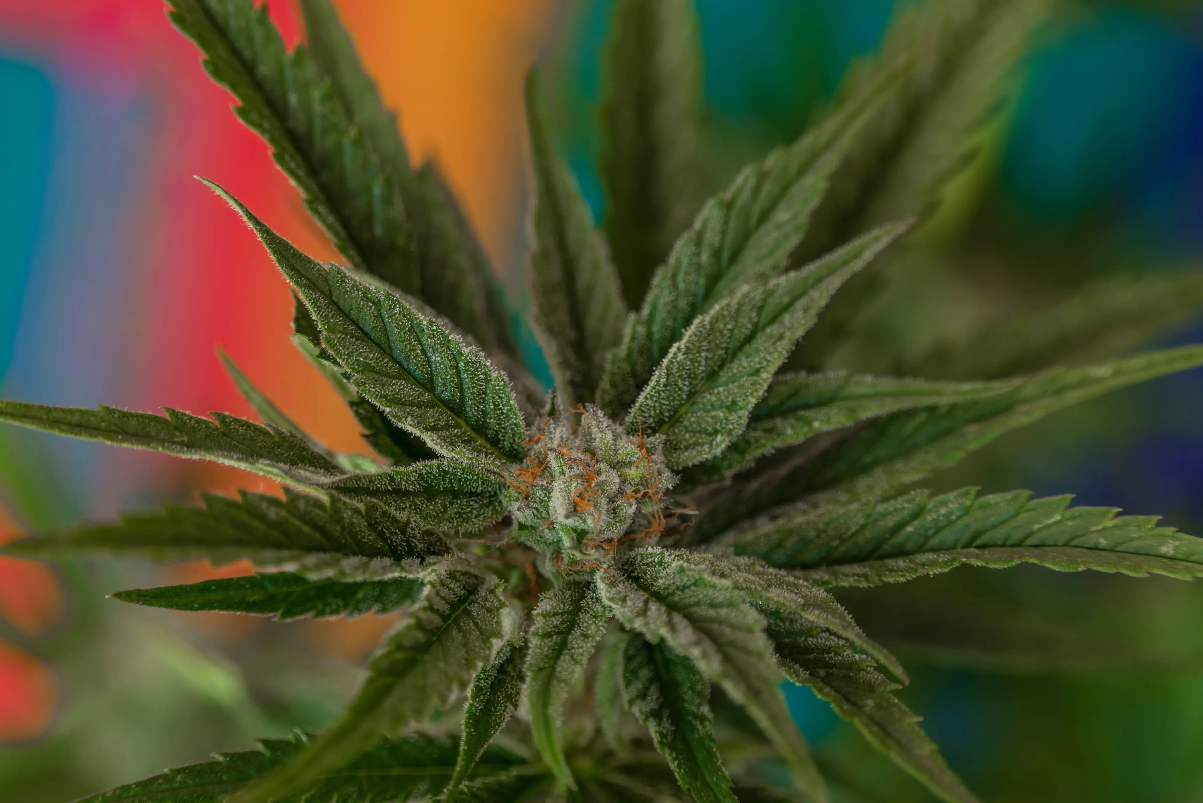 detailed shot of cannabis flower