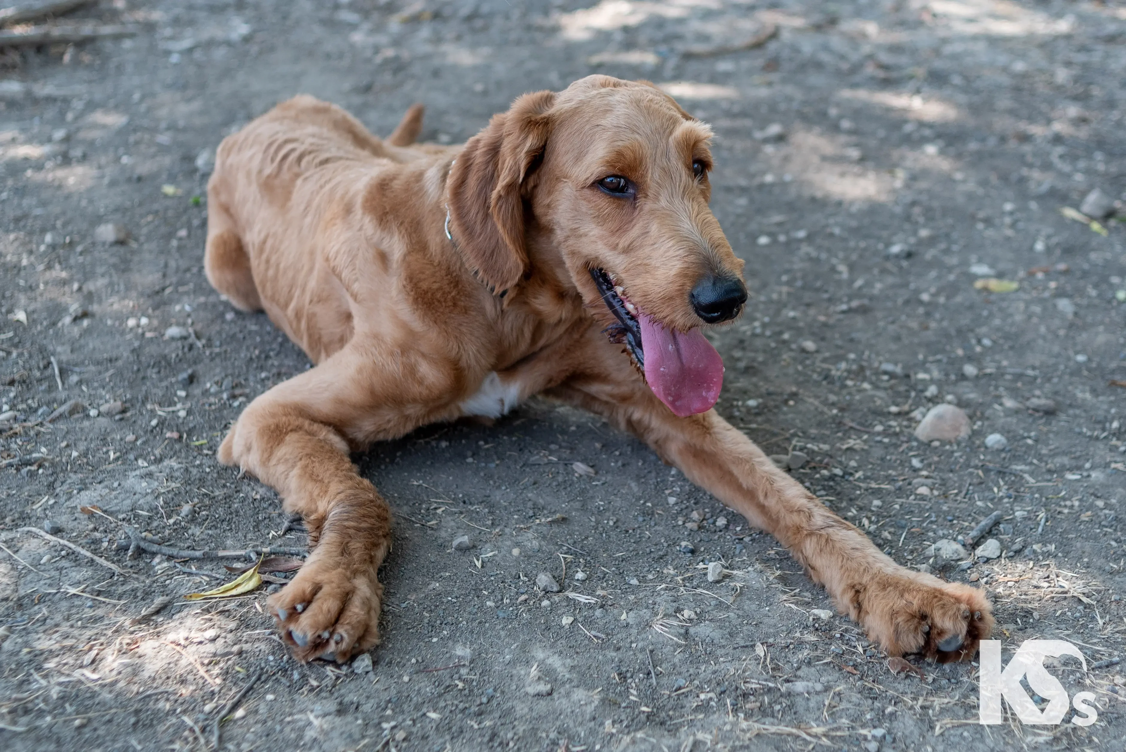 Delta the dog lying happily outside