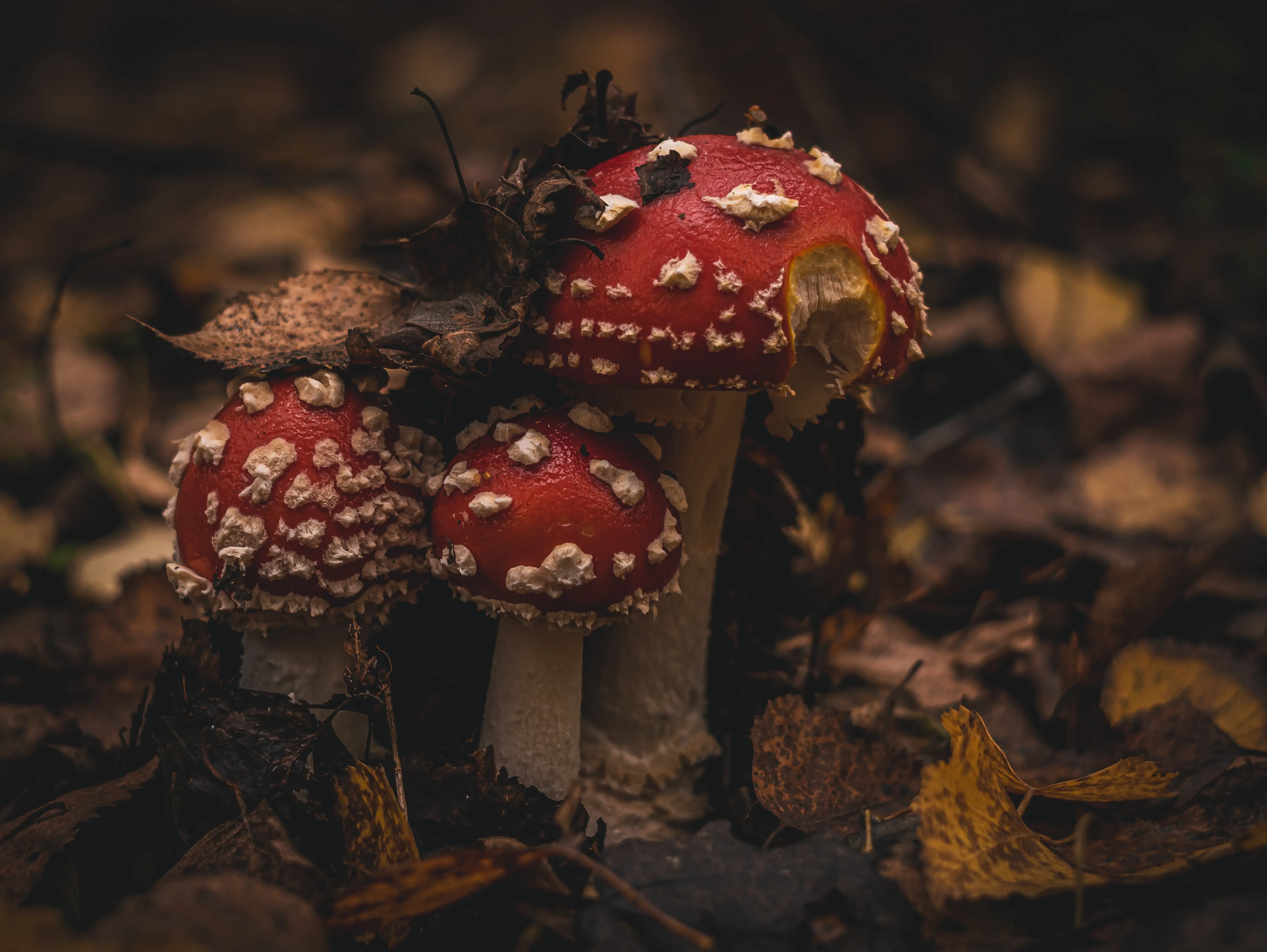 3 fly agaric mushroom stools growing in the dirt