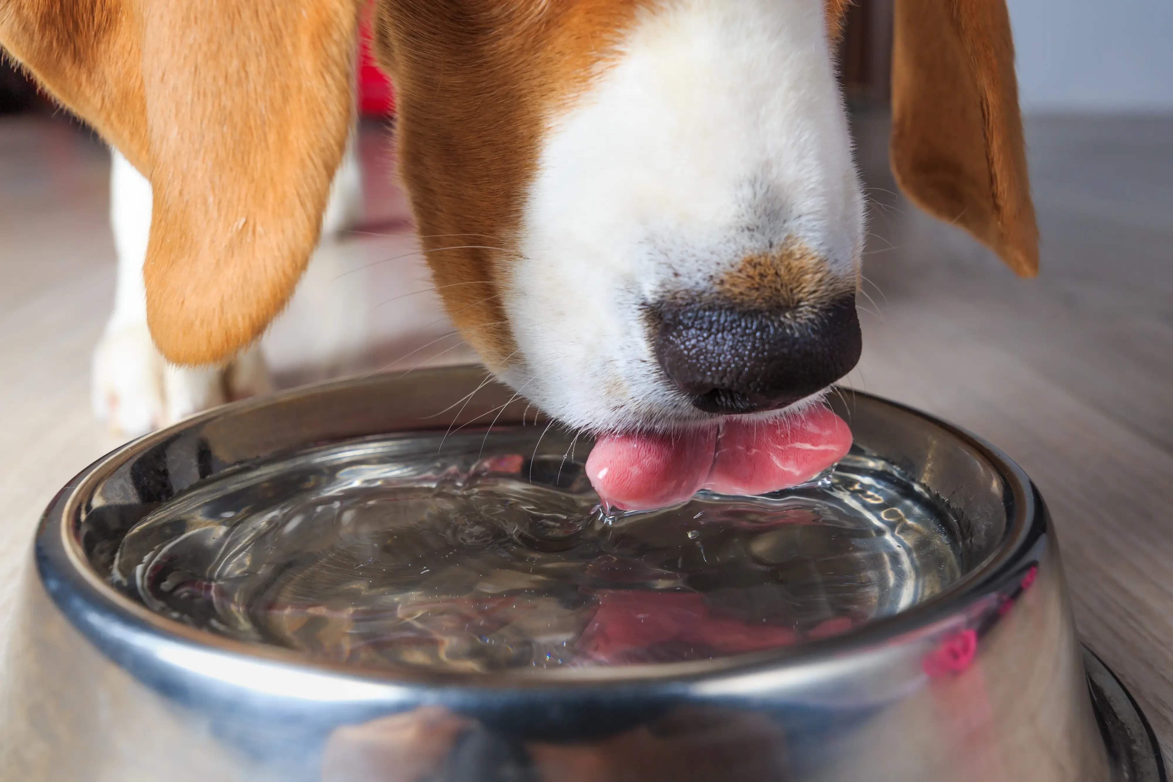 dog drinking cold water from his silver water bowl