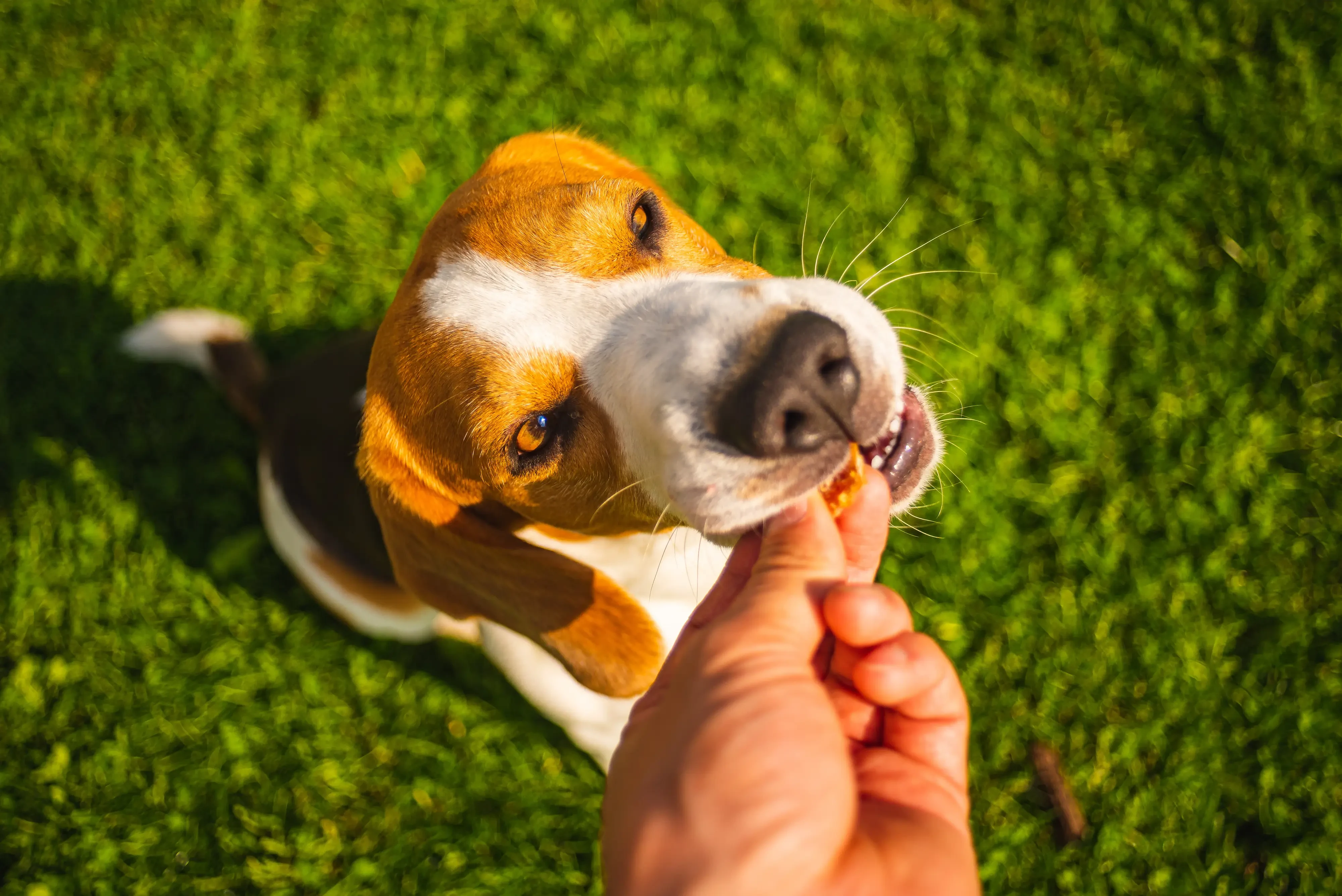 feeding a dog a pet treat in the sunny grass