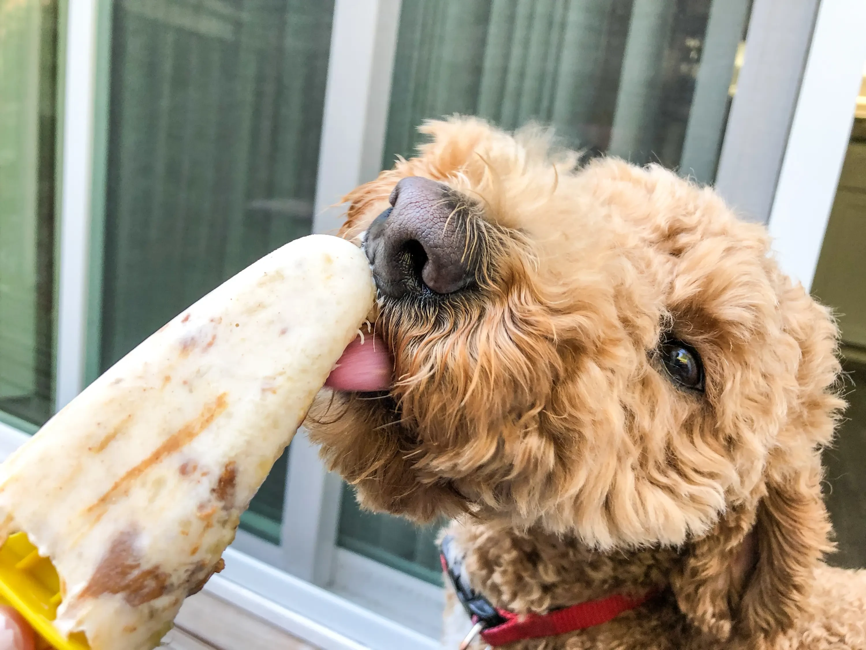 dog eating a homemade pupsicle
