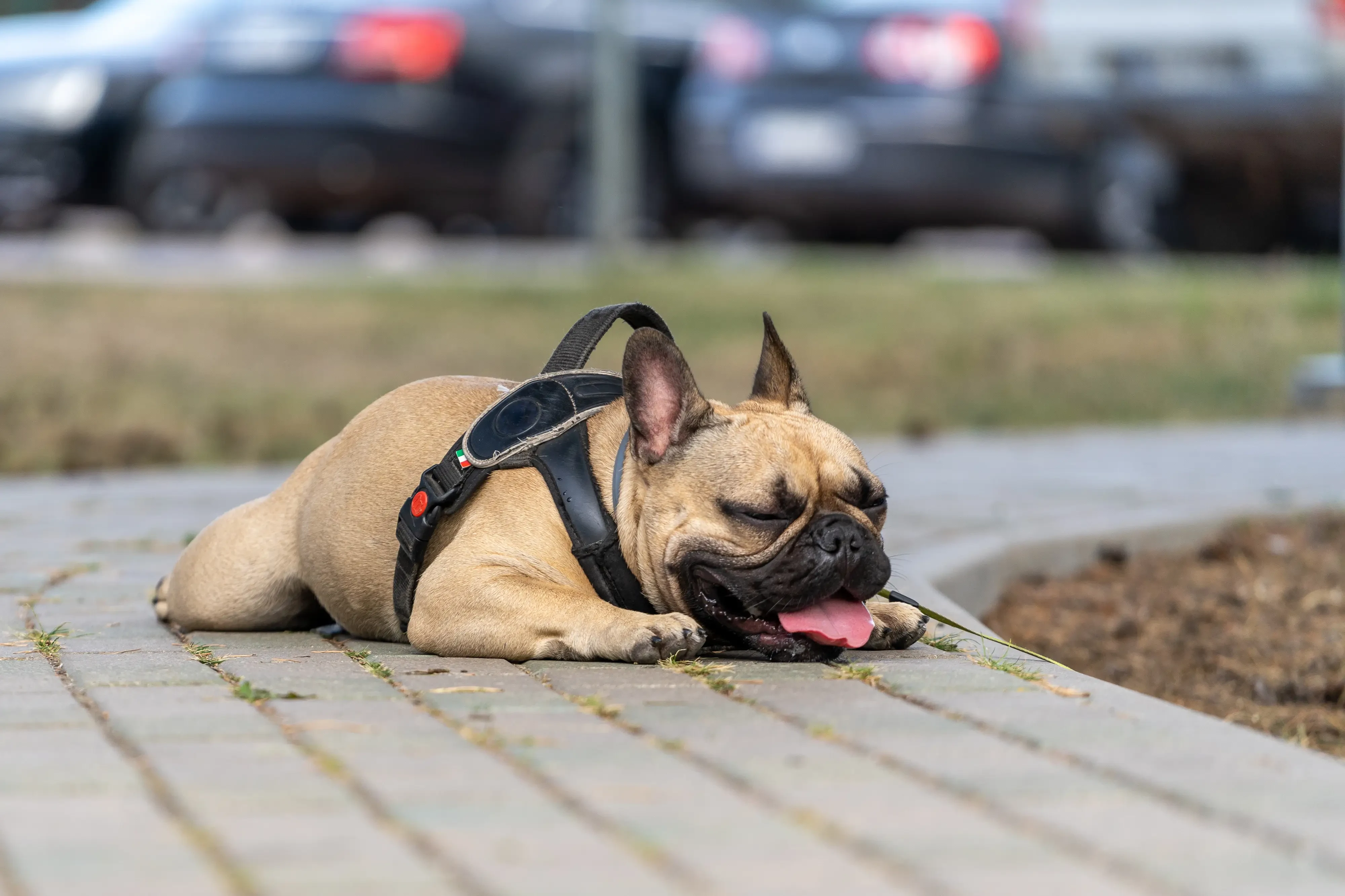 exhausted french bulldog passed out on the concrete