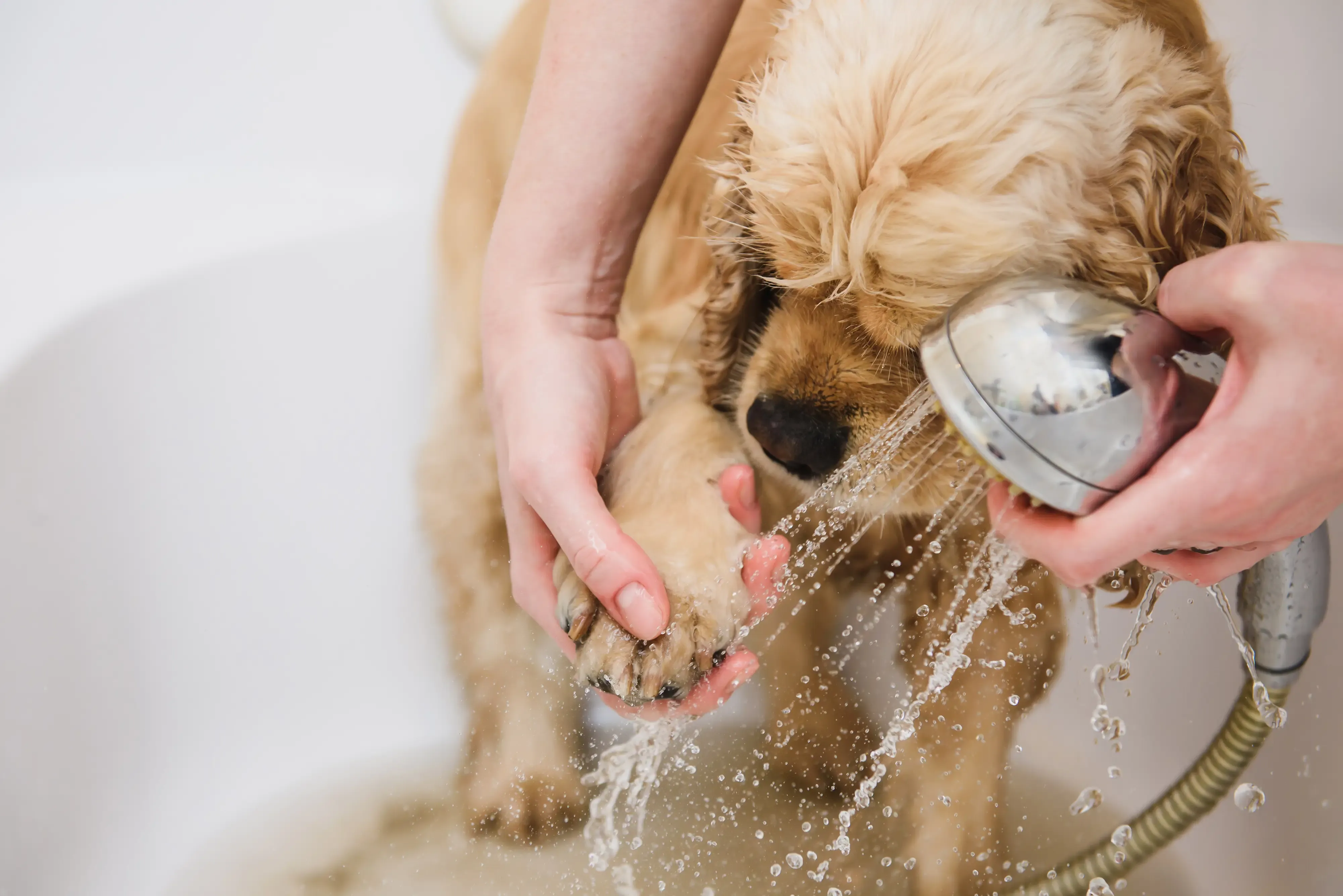 doggy getting his paws bathed