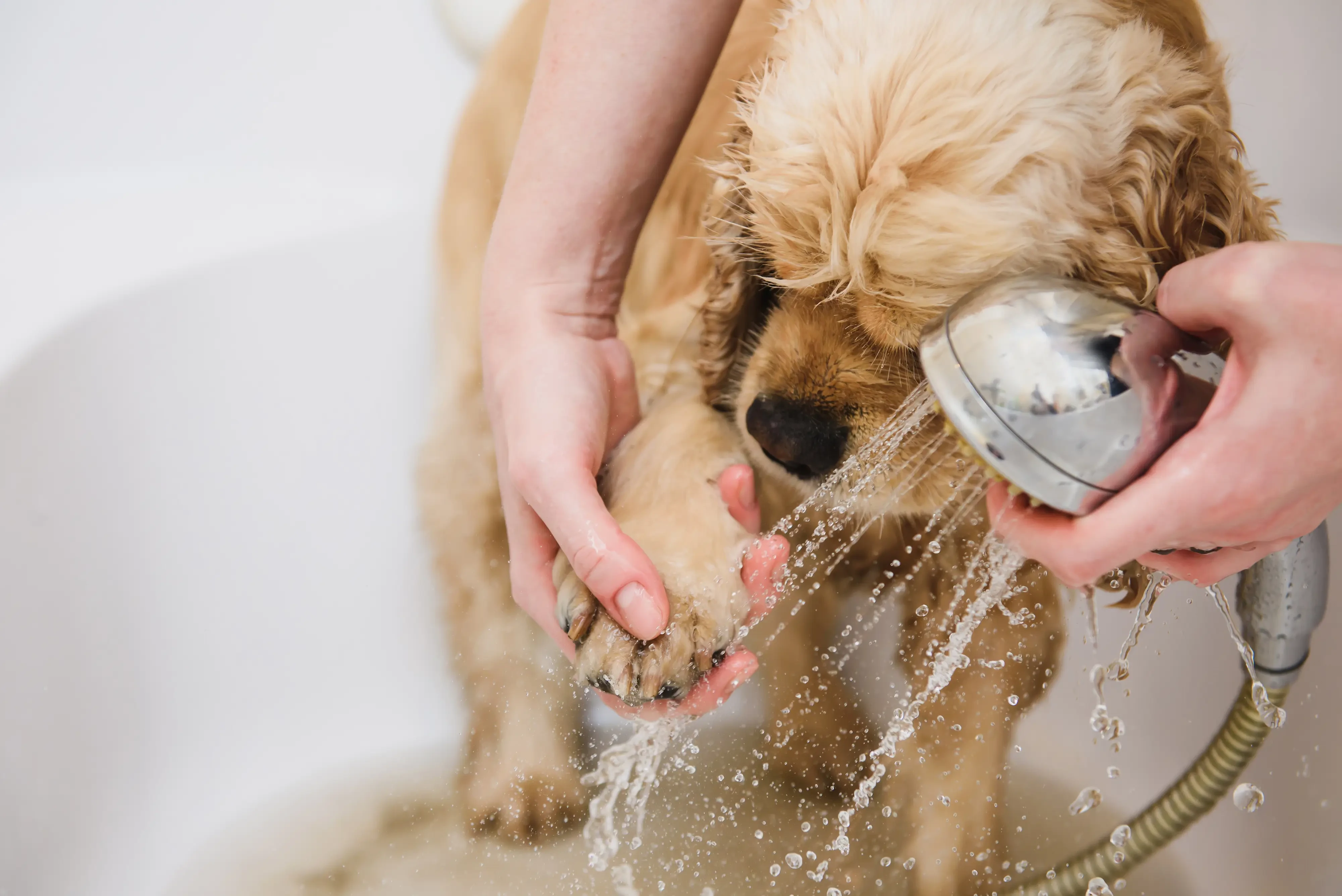 doggy getting his paws bathed