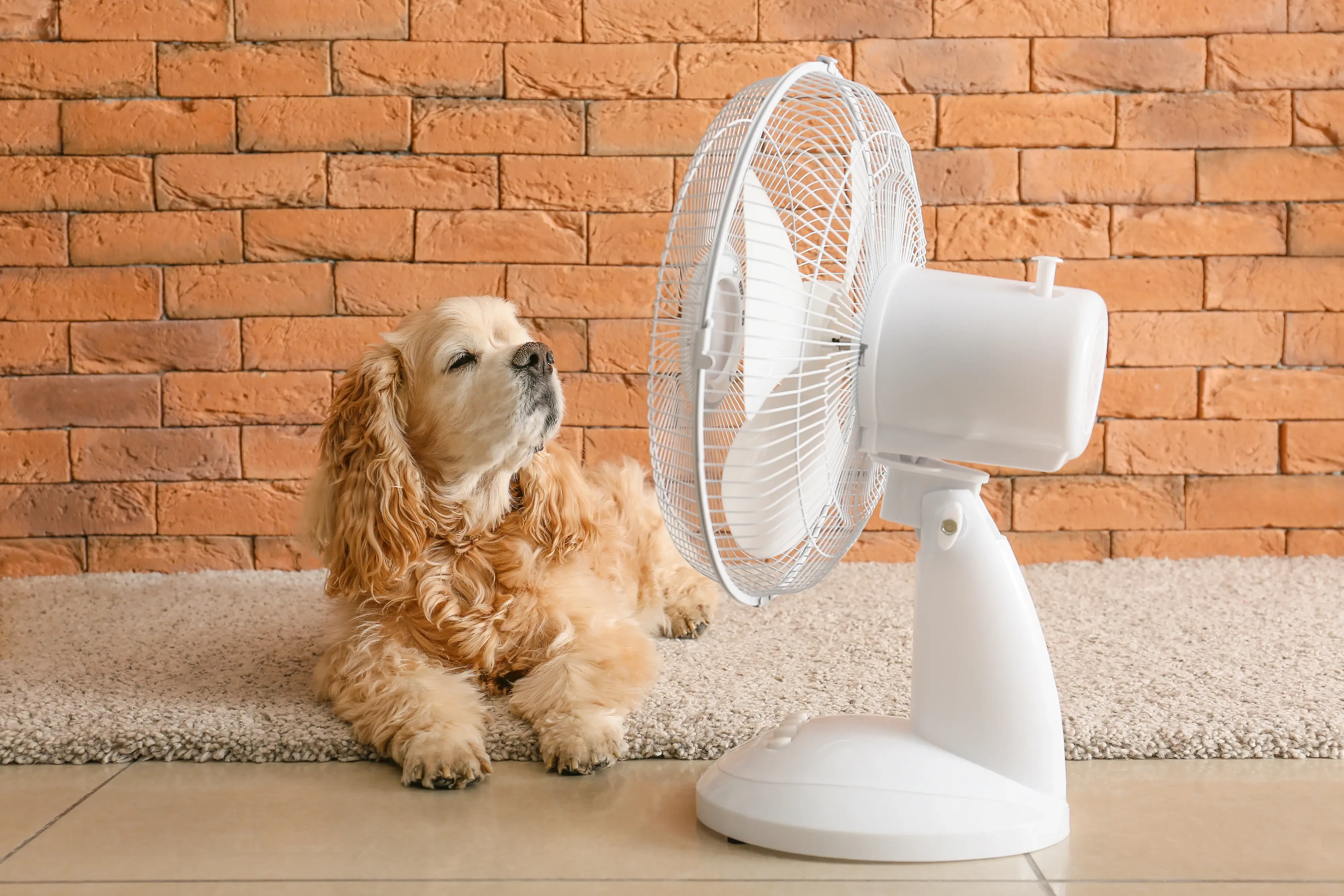 puppy indoors enjoying the breeze of a fan