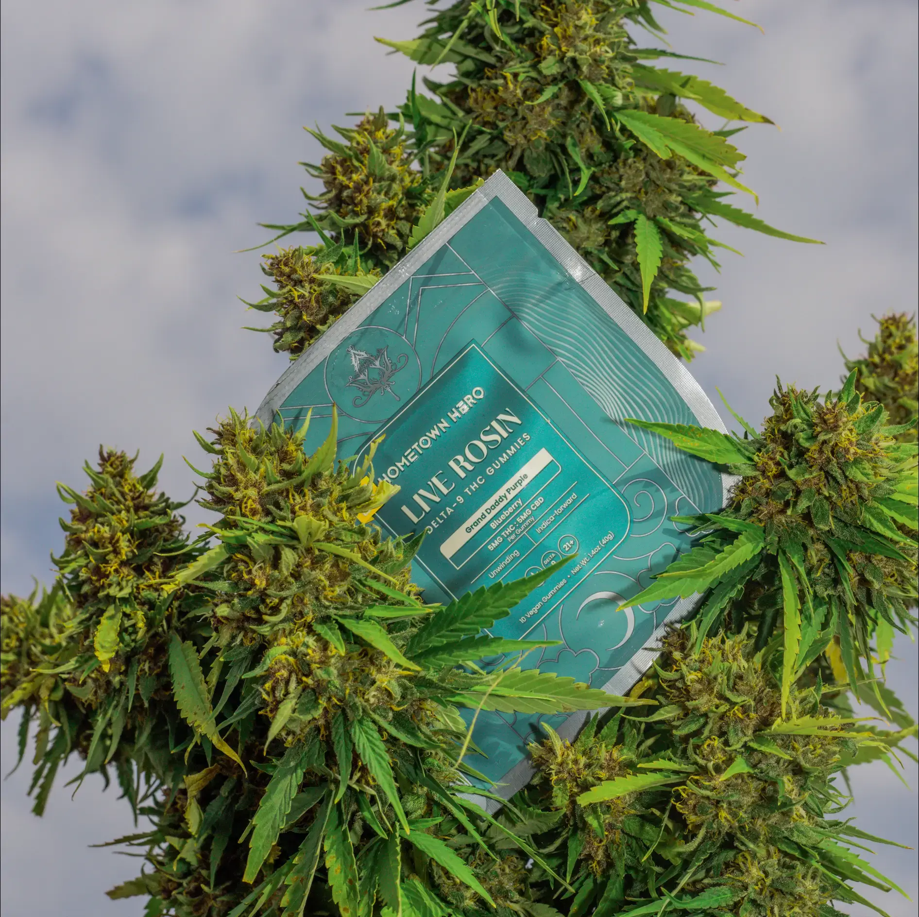 gummy bag sitting in a hemp plant