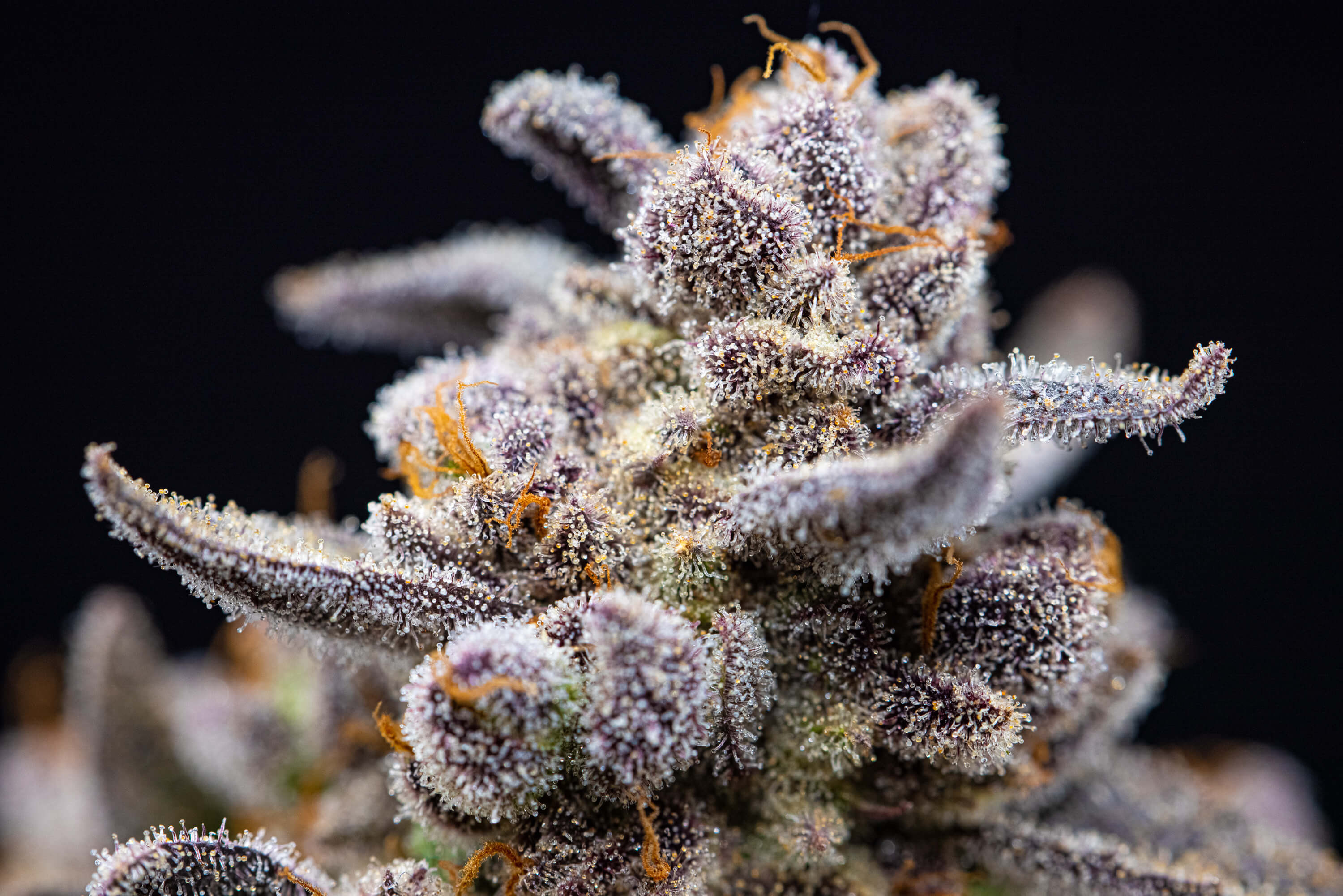 gelato cannabis flower closeup with trichomes