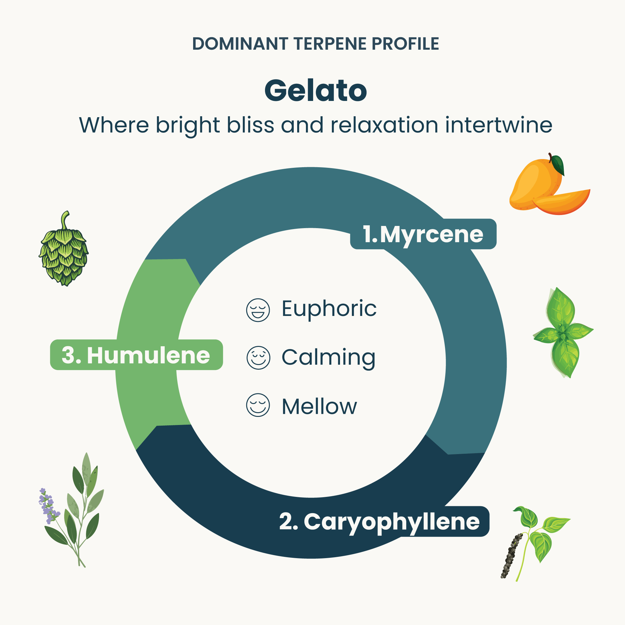 gelato terpene infographic